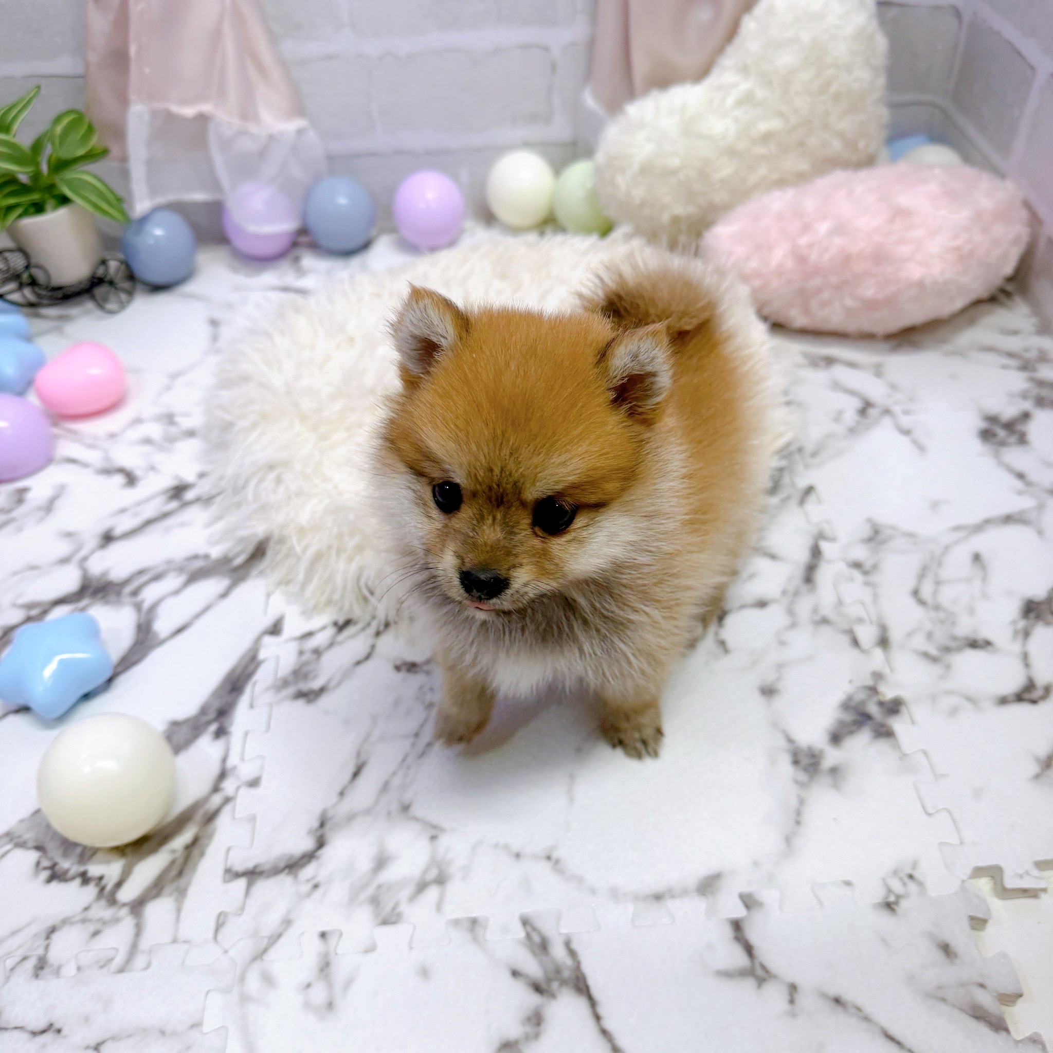 愛知県のポメ柴/豆ポメ/ポメ豆柴(ポメラニアン×柴犬) (犬の家＆猫の里岡崎店/2025年7月7日生まれ/女の子/オレンジ)の子犬の4枚目の画像