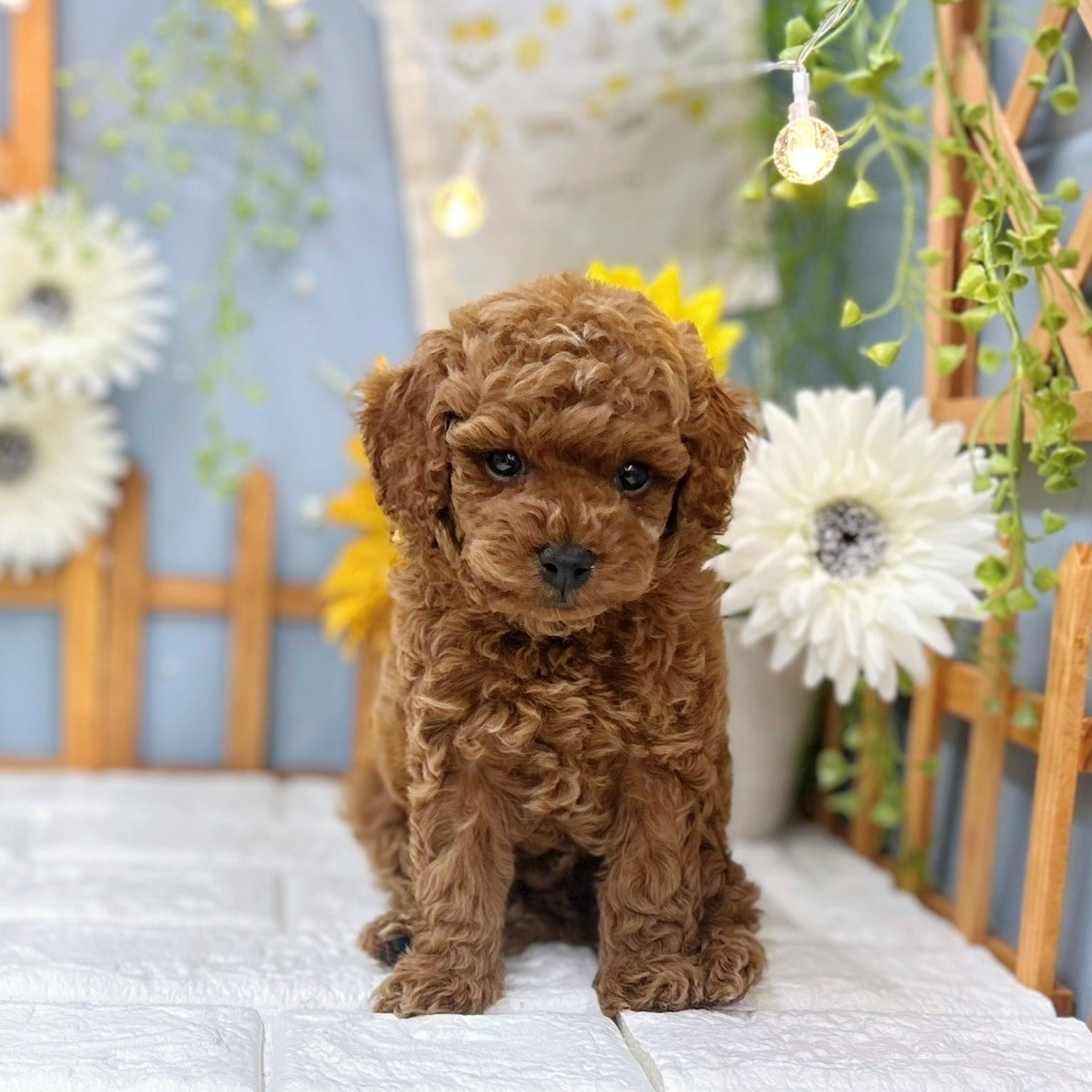 千葉県のトイプードル(トイ) (犬の家＆猫の里ワンズモール稲毛店/2025年7月5日生まれ/男の子/レッド)の子犬の1枚目の画像