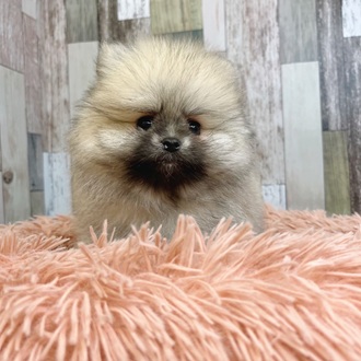 静岡県のポメラニアン (犬の家＆猫の里マークイズ静岡店/2025年7月8日生まれ/男の子/オレンジセーブル)の子犬の4枚目の画像
