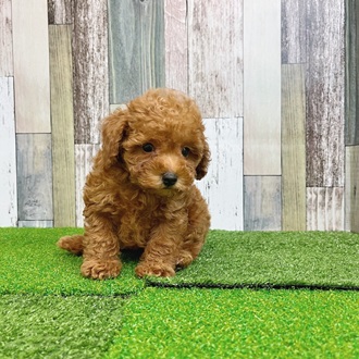 静岡県のトイプードル(トイ) (犬の家＆猫の里マークイズ静岡店/2025年7月2日生まれ/男の子/レッド)の子犬の4枚目の画像