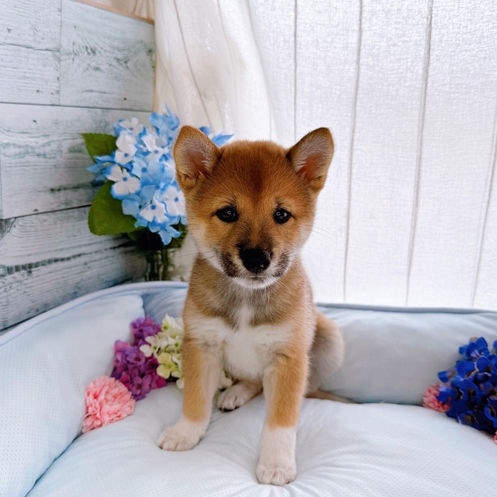 長野県の柴犬(標準サイズ) (犬の家＆猫の里塩尻店/2025年7月6日生まれ/女の子/赤)の子犬の1枚目の画像