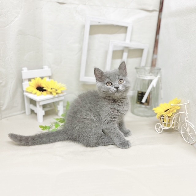 静岡県のブリティッシュショートヘアー (犬の家＆猫の里藤枝店/2025年7月7日生まれ/女の子/ブルー)の子猫の4枚目の画像