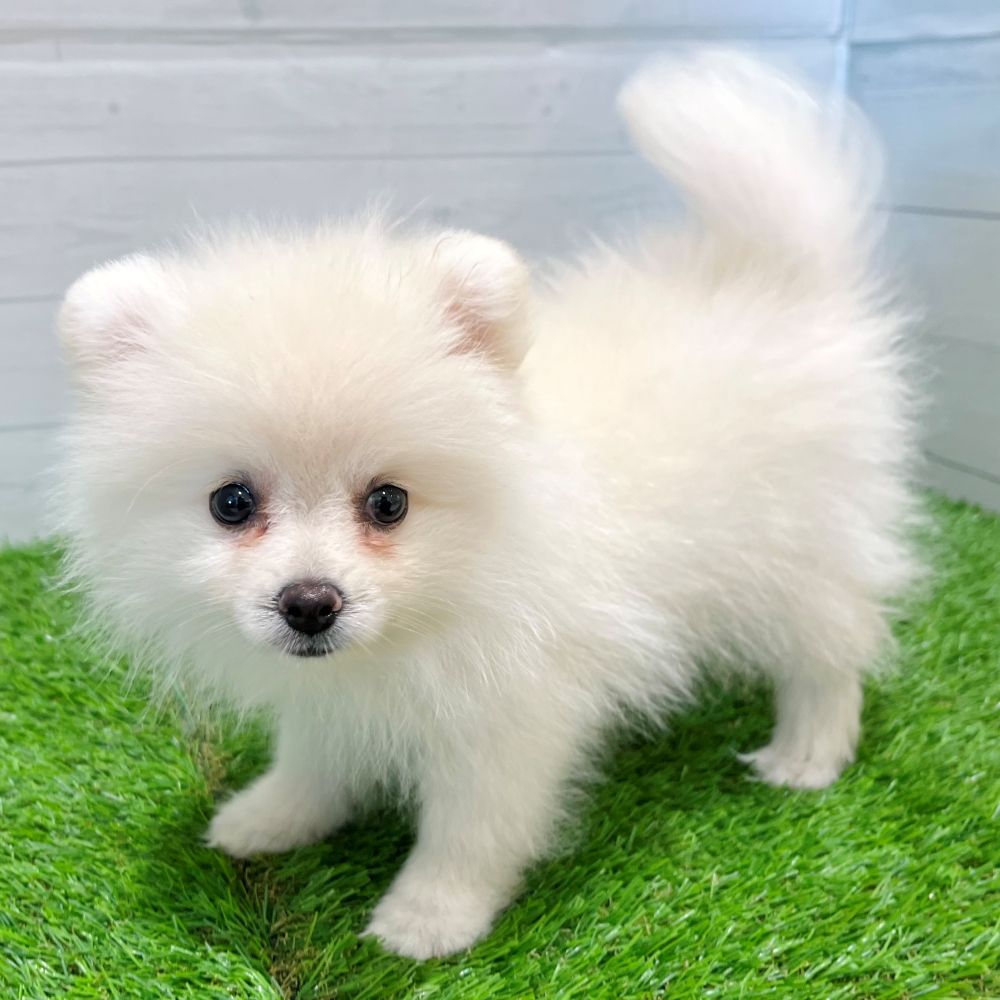 愛知県のポメラニアン (犬の家＆猫の里豊田店/2025年7月6日生まれ/女の子/ホワイト)の子犬の4枚目の画像