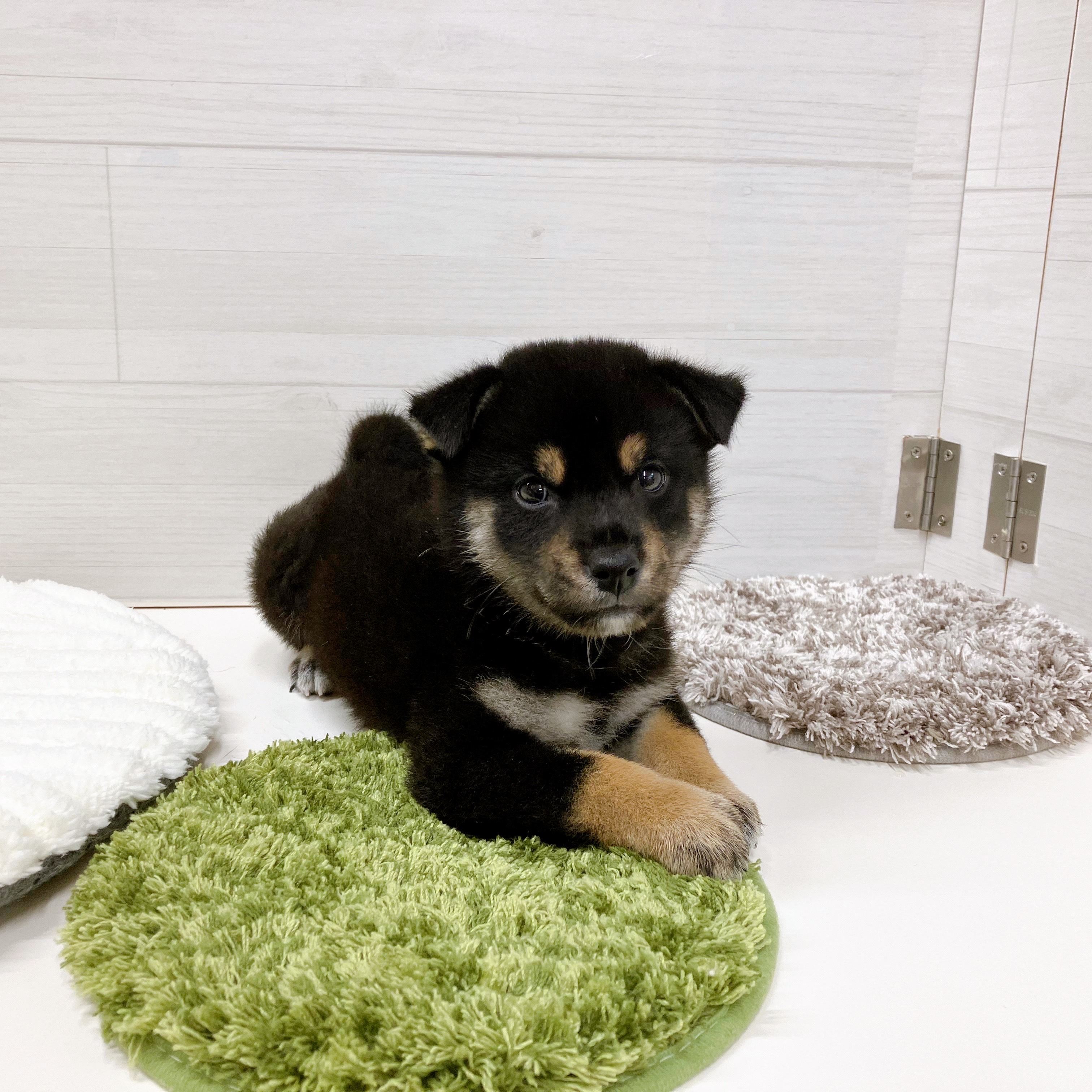 石川県の柴犬(標準サイズ) (犬の家＆猫の里アミーゴ金沢おこばた店/2025年7月7日生まれ/男の子/黒)の子犬の4枚目の画像