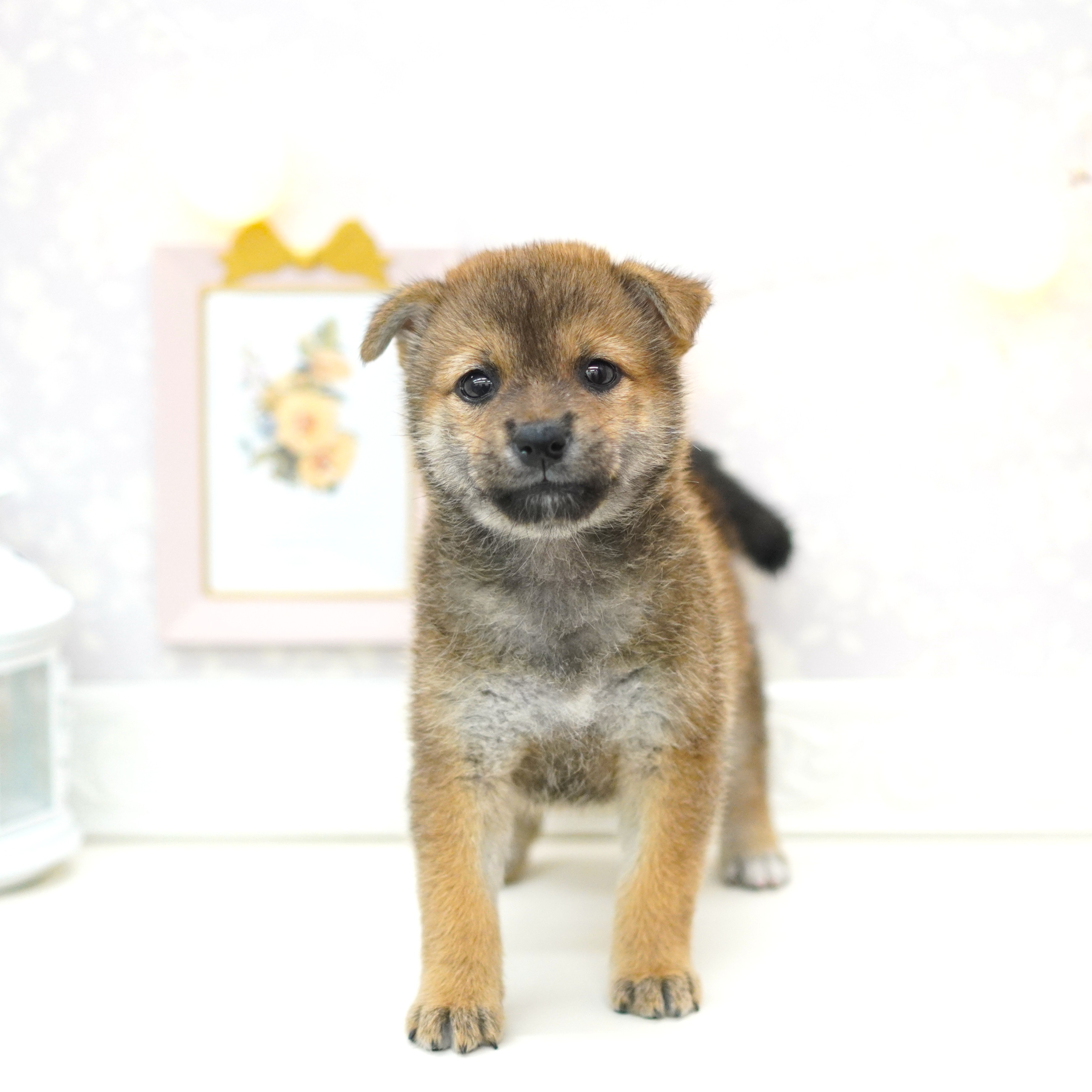 富山県の柴犬(標準サイズ) (犬の家＆猫の里アミーゴ山室店/2025年7月7日生まれ/女の子/赤)の子犬の4枚目の画像
