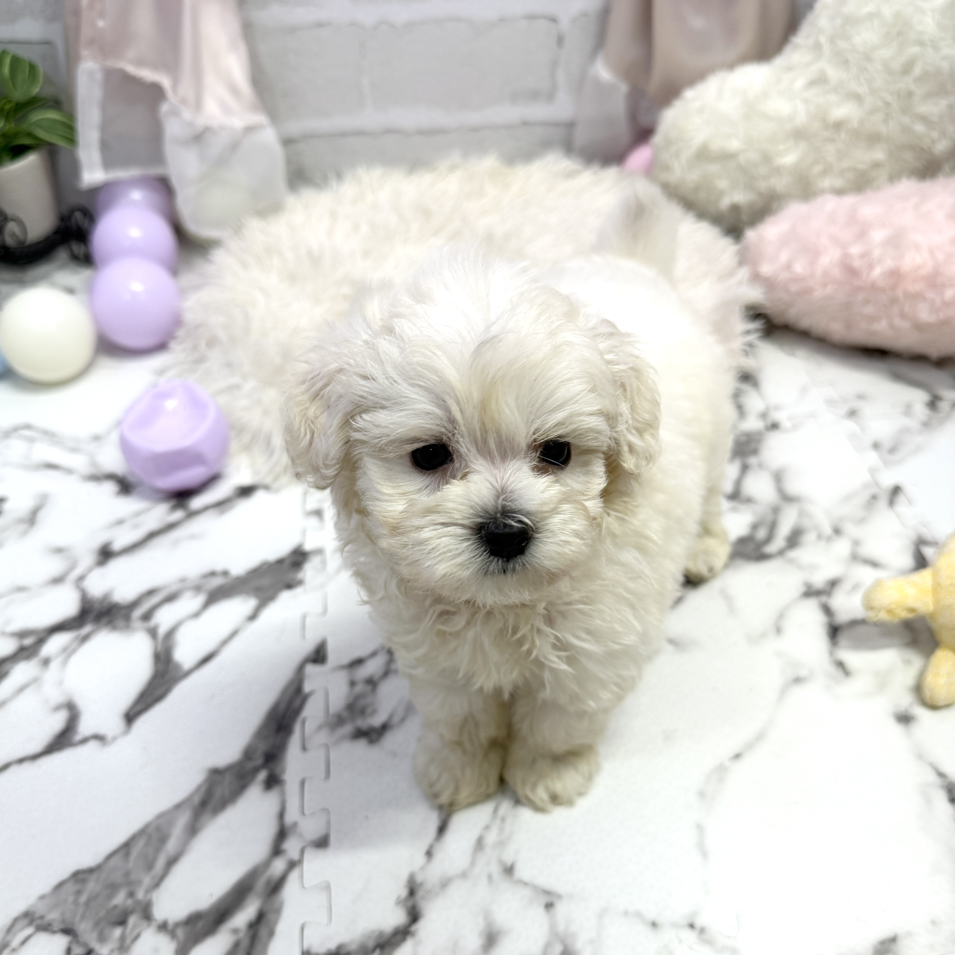 愛知県のマルプー(マルチーズ×プードル) (犬の家＆猫の里岡崎店/2025年7月7日生まれ/男の子/ホワイト)の子犬の4枚目の画像