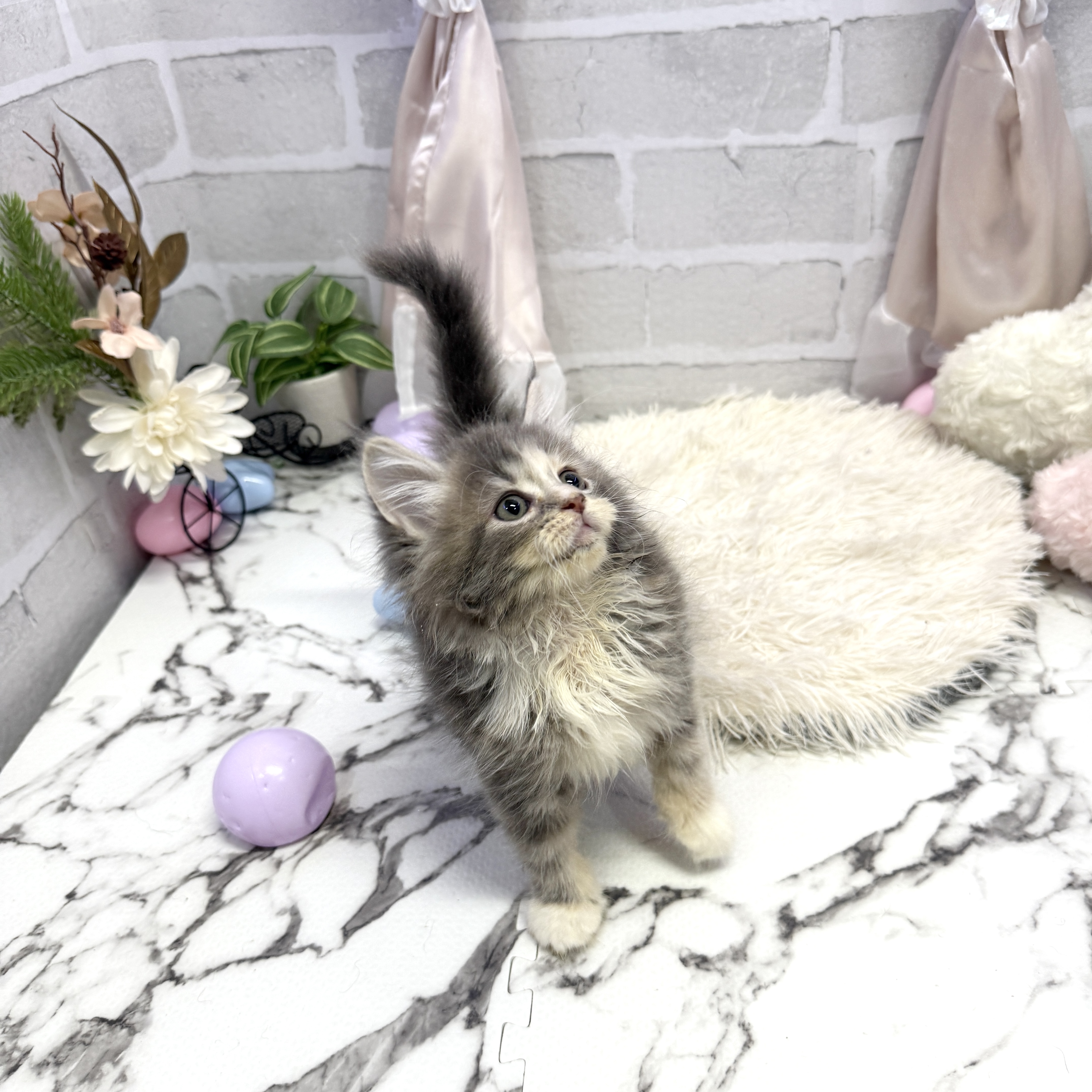 愛知県のサイベリアン (犬の家＆猫の里岡崎店/2025年7月8日生まれ/女の子/ダイリュートキャリコ)の子猫の4枚目の画像