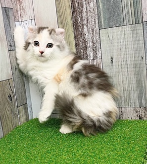 静岡県のアメリカンカール (犬の家＆猫の里マークイズ静岡店/2025年7月7日生まれ/女の子/キャリコ)の子猫の4枚目の画像