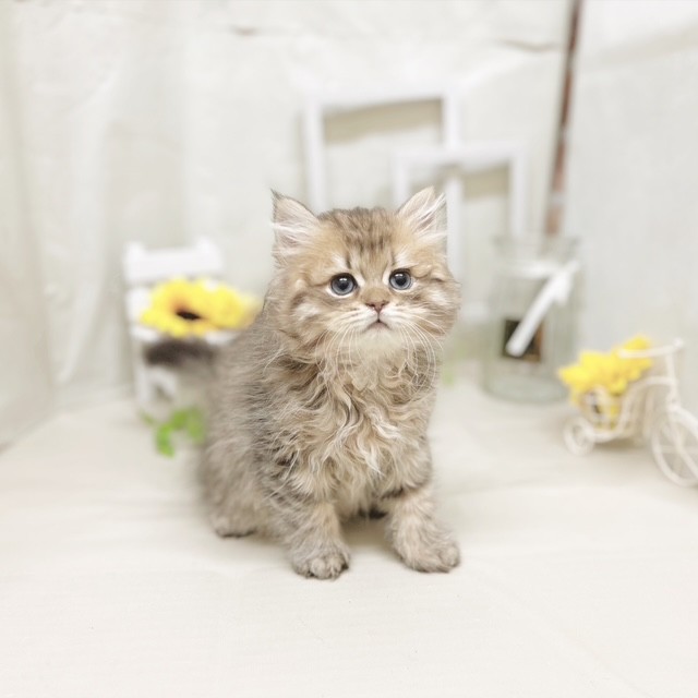 静岡県のペルシャ (犬の家＆猫の里藤枝店/2025年7月7日生まれ/男の子/チンチラゴールデン)の子猫の4枚目の画像