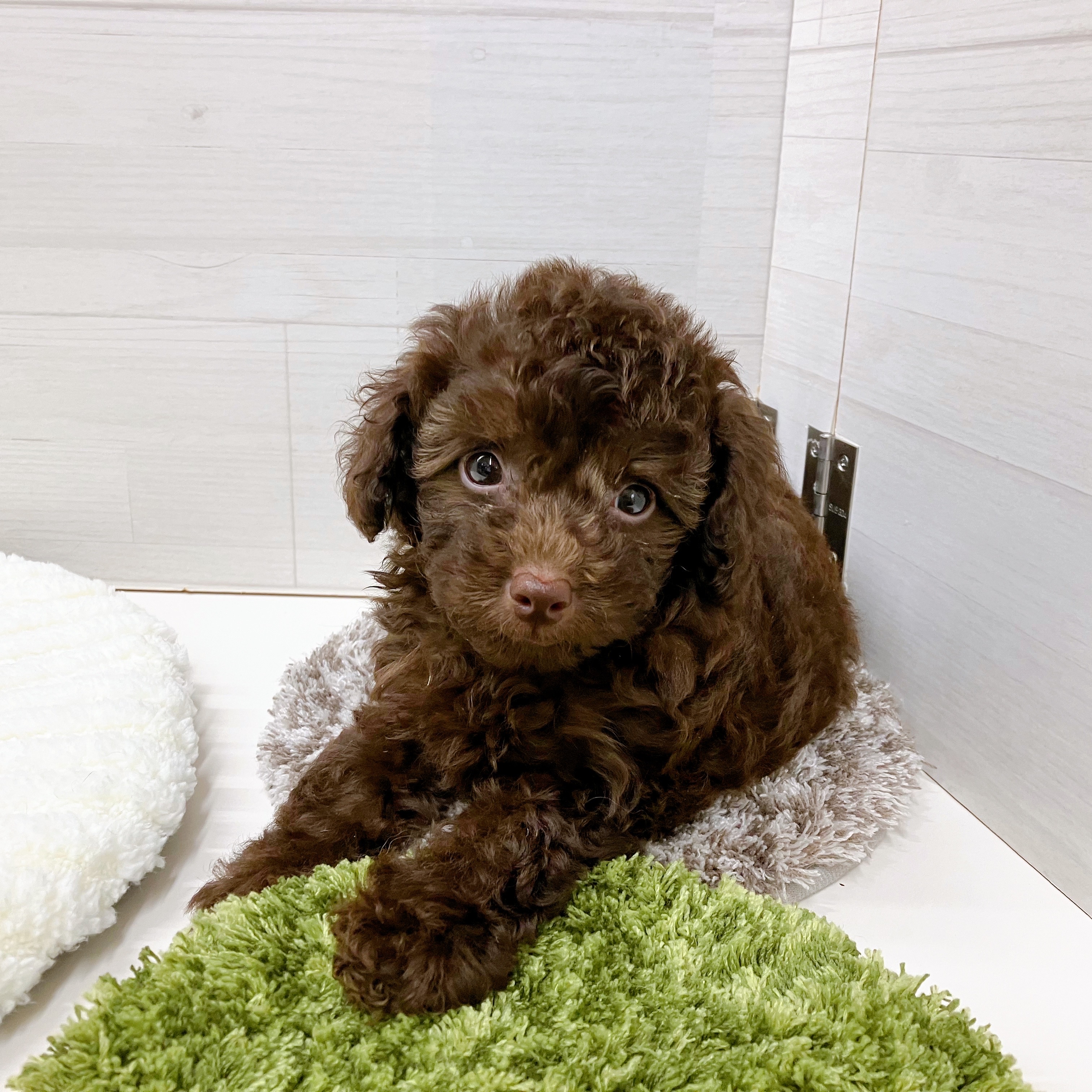 石川県のトイプードル(トイ) (犬の家＆猫の里アミーゴ金沢おこばた店/2025年7月6日生まれ/女の子/ブラウン)の子犬の4枚目の画像
