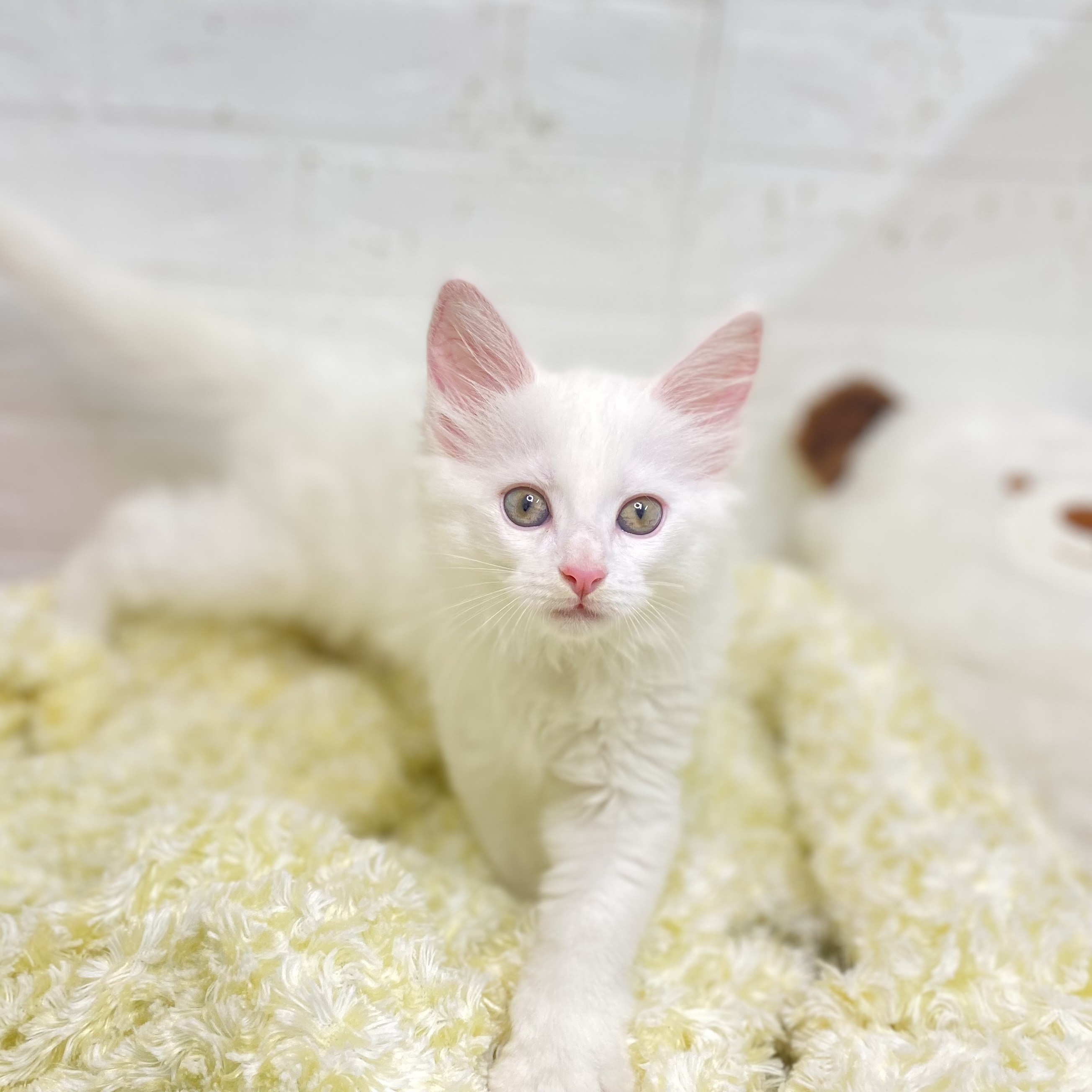 長野県のメインクーン (犬の家＆猫の里長野店/2025年7月8日生まれ/女の子/ホワイト)の子猫の1枚目の画像