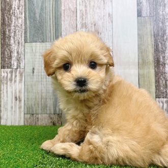 静岡県のマルプー(マルチーズ×プードル) (犬の家＆猫の里マークイズ静岡店/2025年7月5日生まれ/女の子/アプリコット)の子犬の1枚目の画像