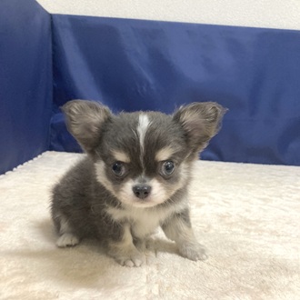 愛知県のチワワ(ロング) (犬の家＆猫の里一宮店/2025年7月8日生まれ/男の子/ブルータンホワイト)の子犬の4枚目の画像
