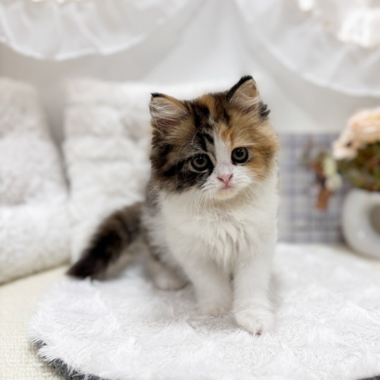 岐阜県のスコティッシュストレート (犬の家＆猫の里カラフルタウン岐阜店/2025年7月8日生まれ/女の子/ブラウンパッチドタビーホワイト)の子猫の4枚目の画像