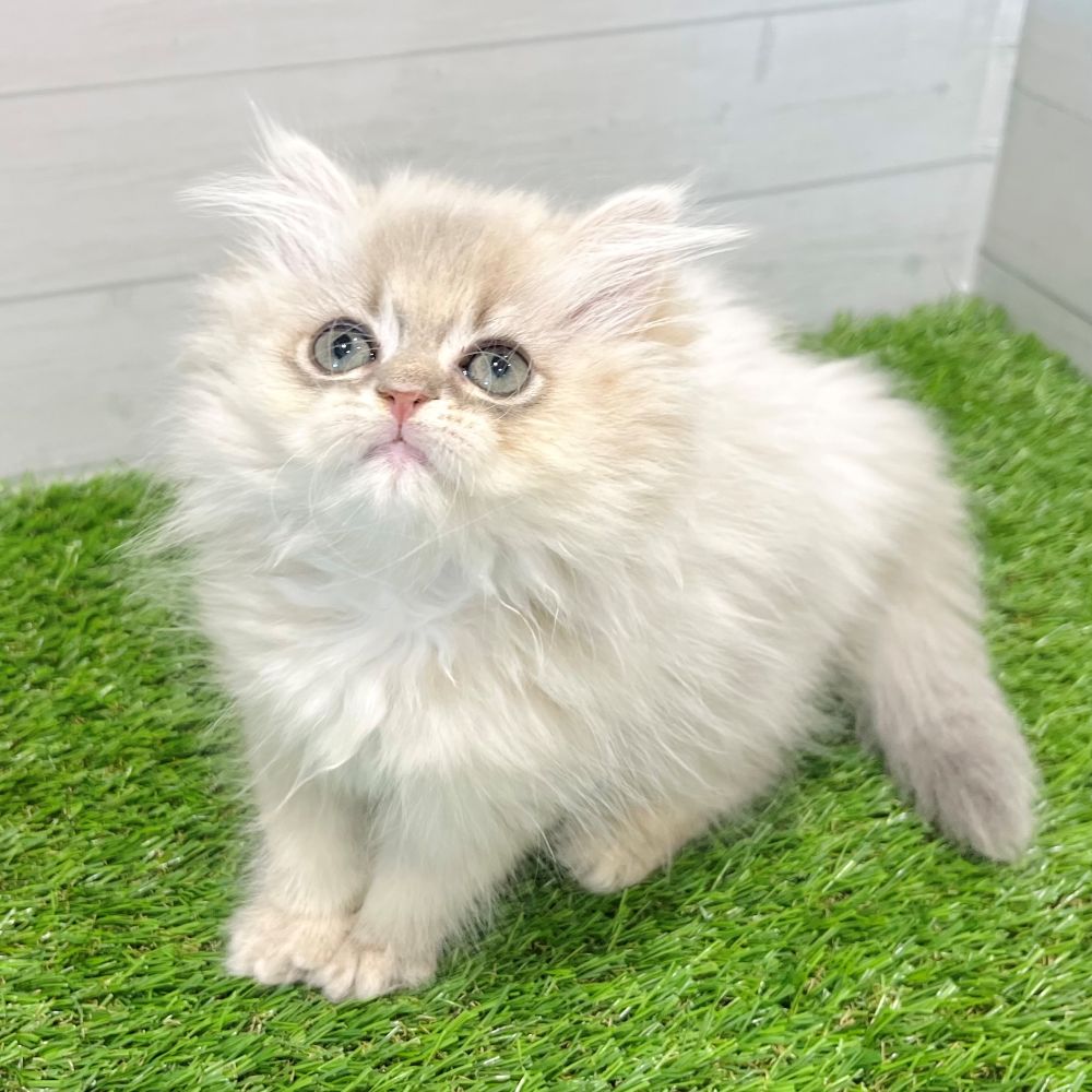 愛知県のペルシャ (犬の家＆猫の里豊田店/2025年7月7日生まれ/男の子/ブルーチンチラゴールデン)の子猫の4枚目の画像