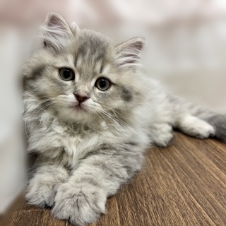 兵庫県のスコティッシュストレート (犬の家＆猫の里カナート西神戸店/2025年7月6日生まれ/男の子/ブルータビー)の子猫の1枚目の画像