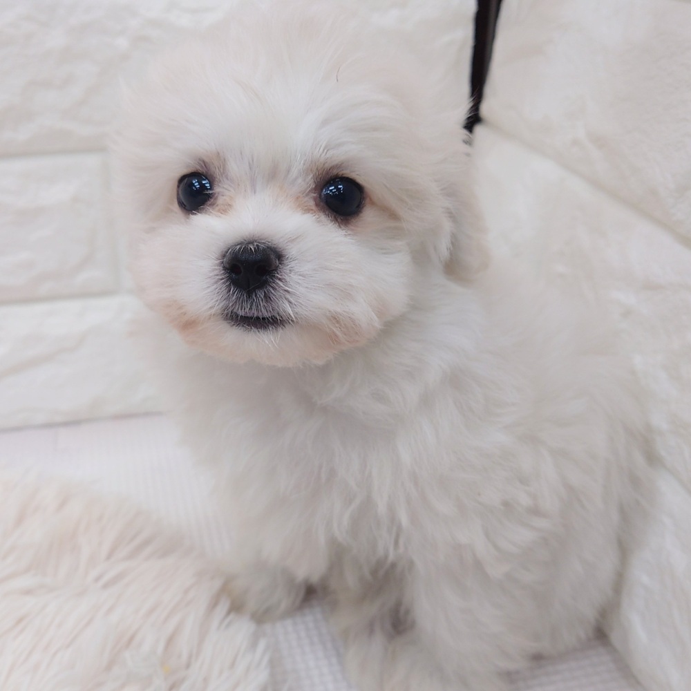 愛知県のハーフ犬・ミックス犬 (犬の家＆猫の里MEGAドン・キホーテ東海名和店/2025年7月8日生まれ/女の子/クリームホワイト)の子犬の1枚目の画像