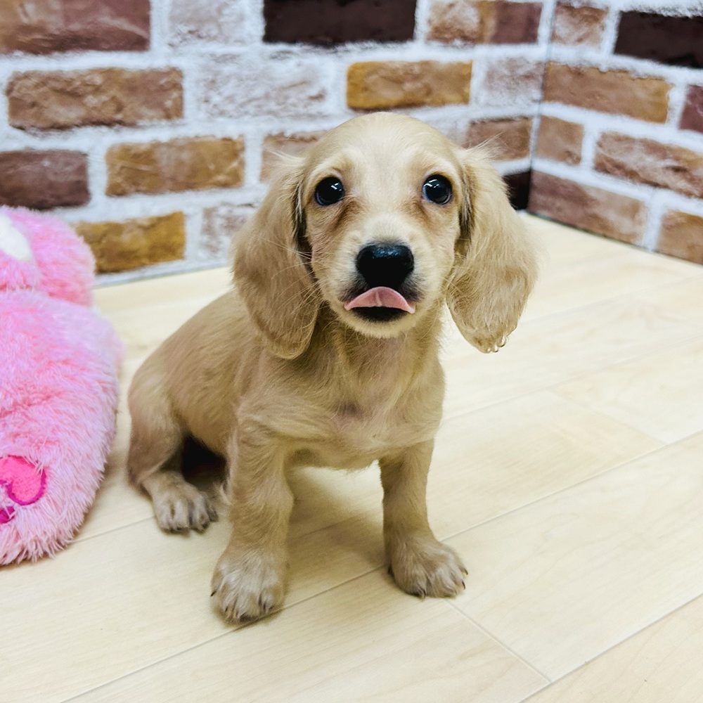 愛知県のミニチュアダックスフンド(ロング) (犬の家＆猫の里七宝店/2025年7月7日生まれ/男の子/イエロー)の子犬の4枚目の画像