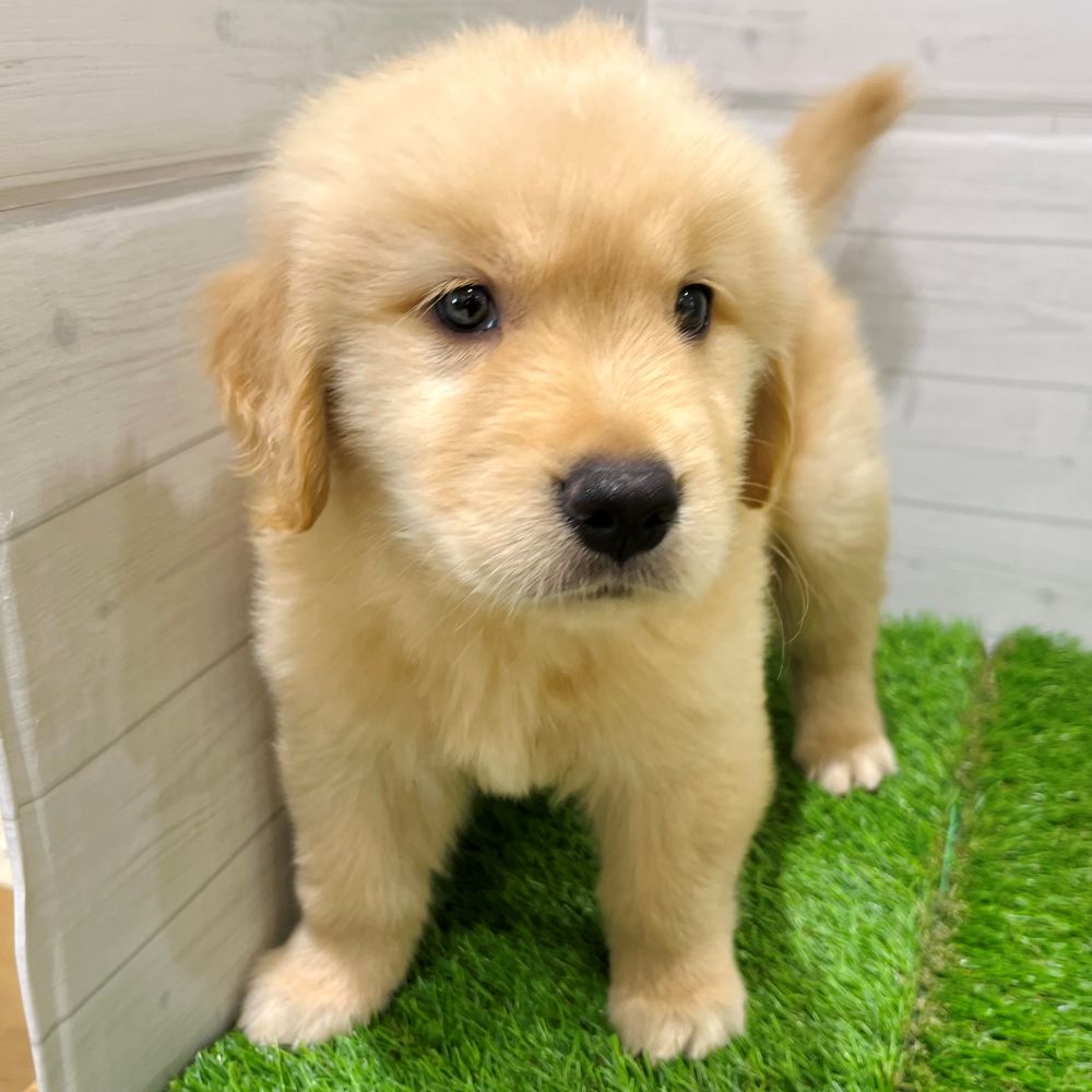 愛知県のゴールデンレトリバー (犬の家＆猫の里豊田店/2025年7月9日生まれ/男の子/ゴールデン)の子犬の4枚目の画像