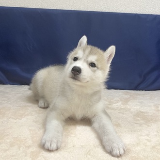 愛知県のシベリアンハスキー (犬の家＆猫の里一宮店/2025年7月9日生まれ/女の子/シルバーホワイト)の子犬の4枚目の画像