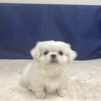愛知県のペキニーズ (犬の家＆猫の里一宮店/2025年7月8日生まれ/男の子/ホワイト)の子犬の1枚目の画像