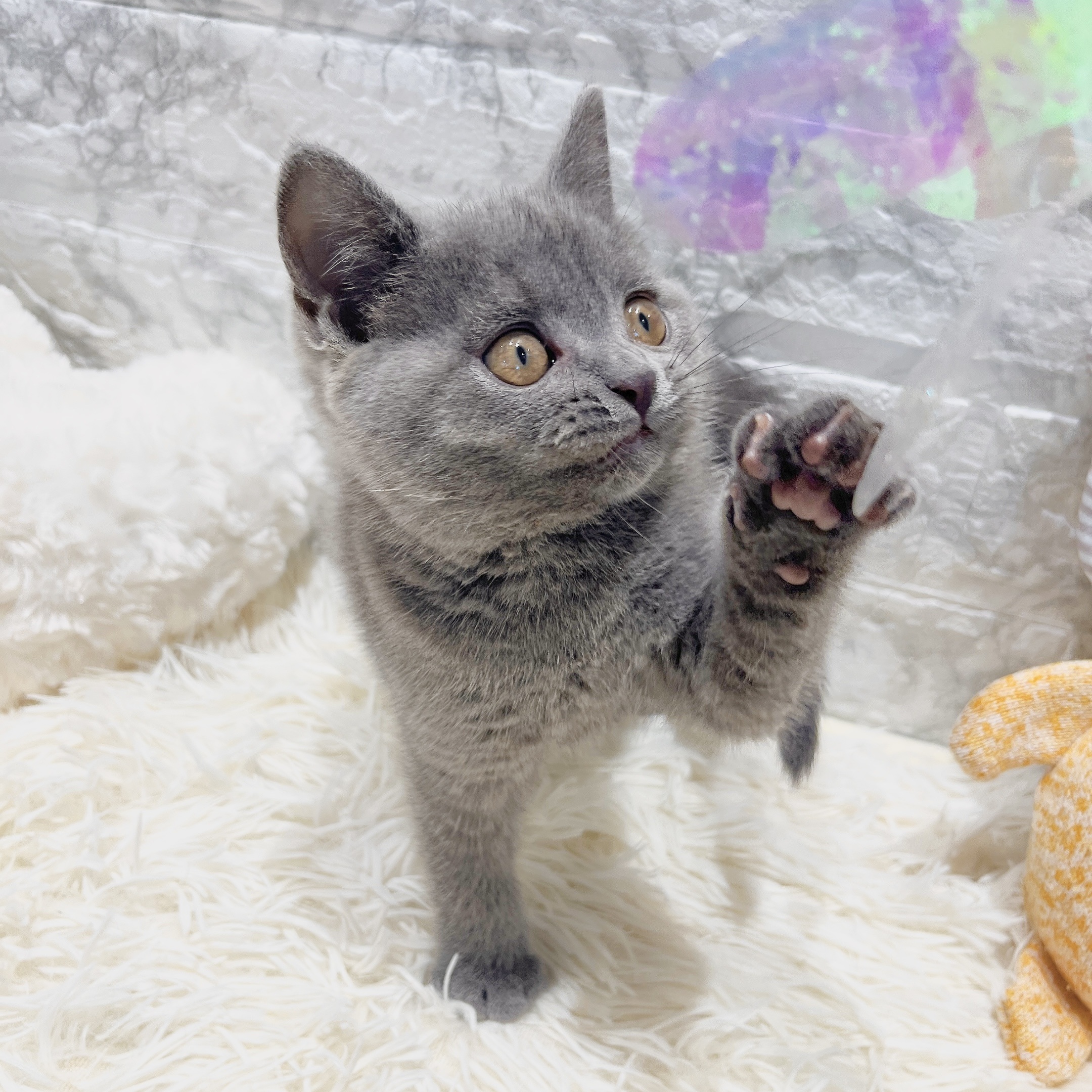 愛知県のブリティッシュショートヘアー (犬の家＆猫の里MiO香久山店/2025年7月5日生まれ/女の子/ブルー)の子猫の4枚目の画像