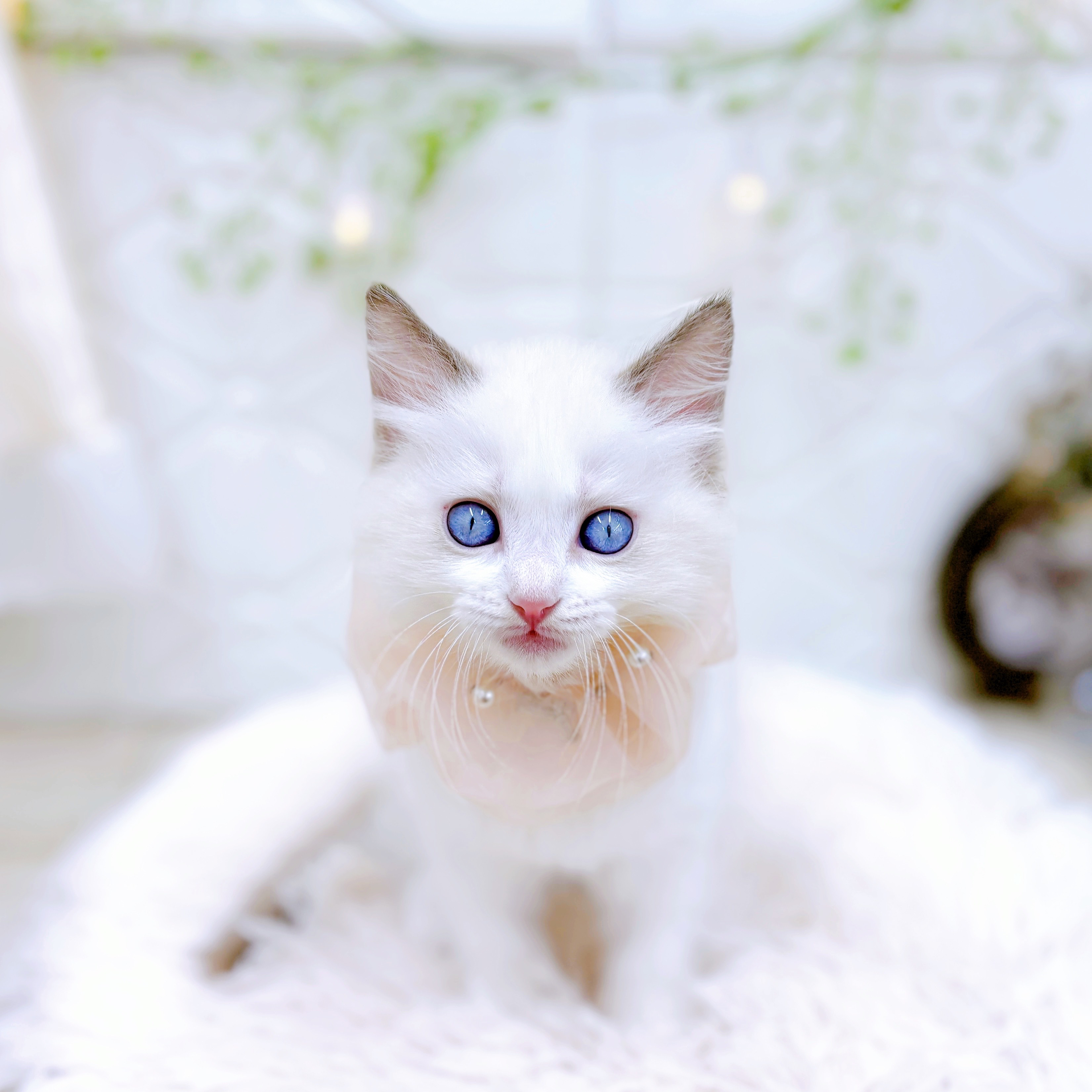 福井県のラグドール (犬の家＆猫の里アミーゴ福井店/2025年7月9日生まれ/女の子/シールポイントバイカラー)の子猫の4枚目の画像