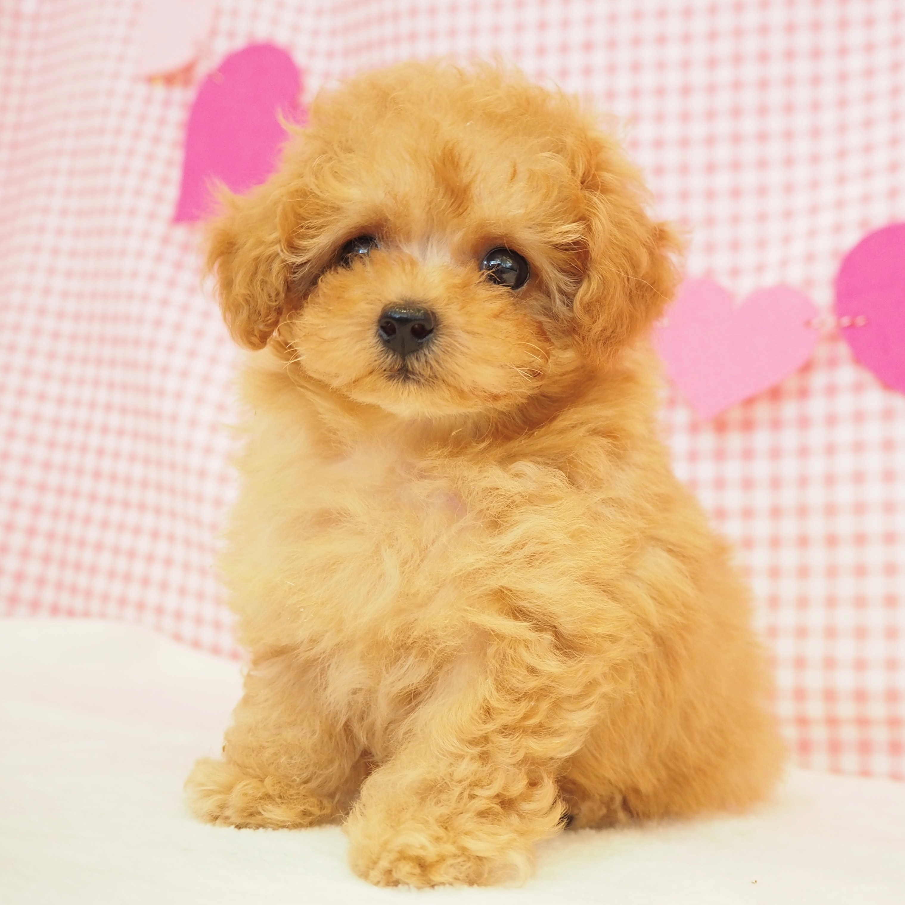 大阪府のティーカッププードル (犬の家＆猫の里もりのみやキューズモールBASE店/2025年7月9日生まれ/女の子/アプリコット)の子犬の4枚目の画像