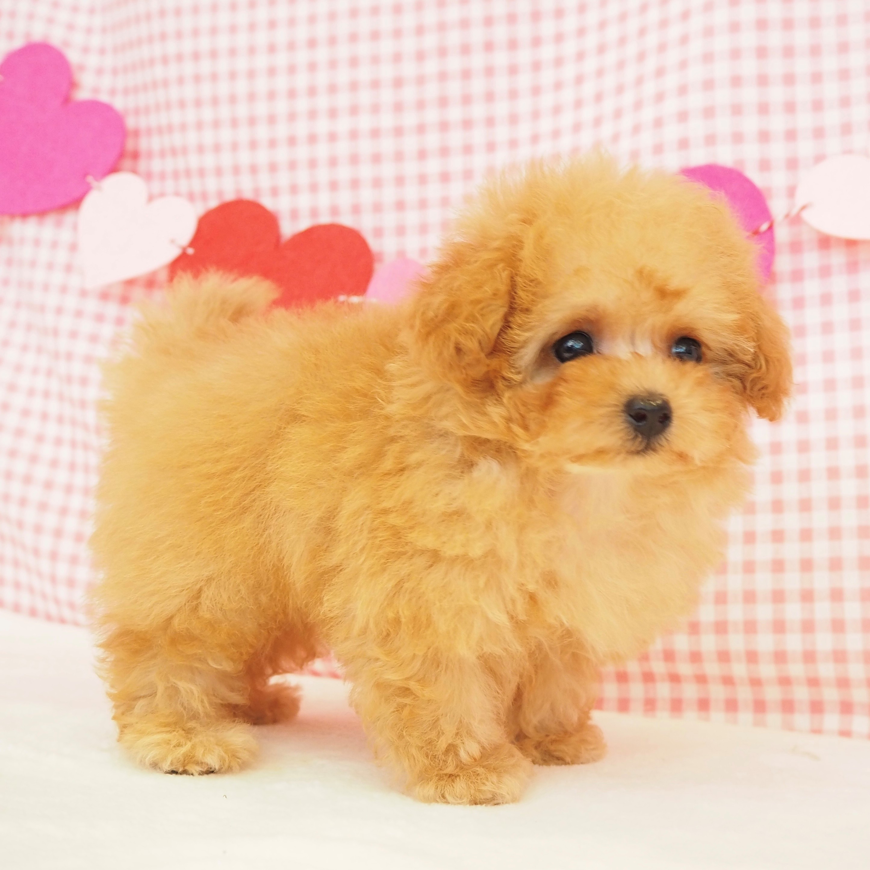大阪府のティーカッププードル (犬の家＆猫の里もりのみやキューズモールBASE店/2025年7月9日生まれ/女の子/アプリコット)の子犬の4枚目の画像
