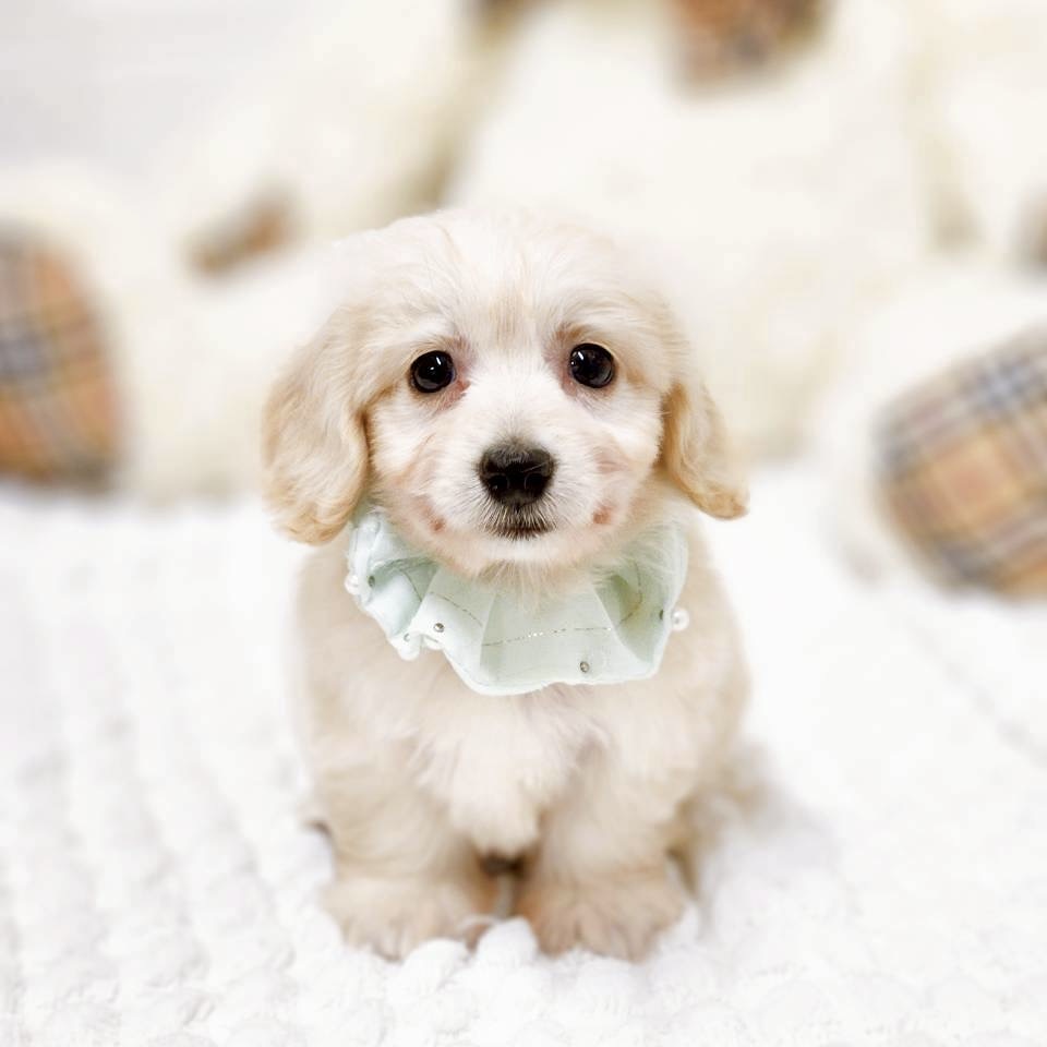 滋賀県のハーフ犬・ミックス犬 (犬の家＆猫の里近江八幡店/2025年7月9日生まれ/女の子/クリーム)の子犬の4枚目の画像