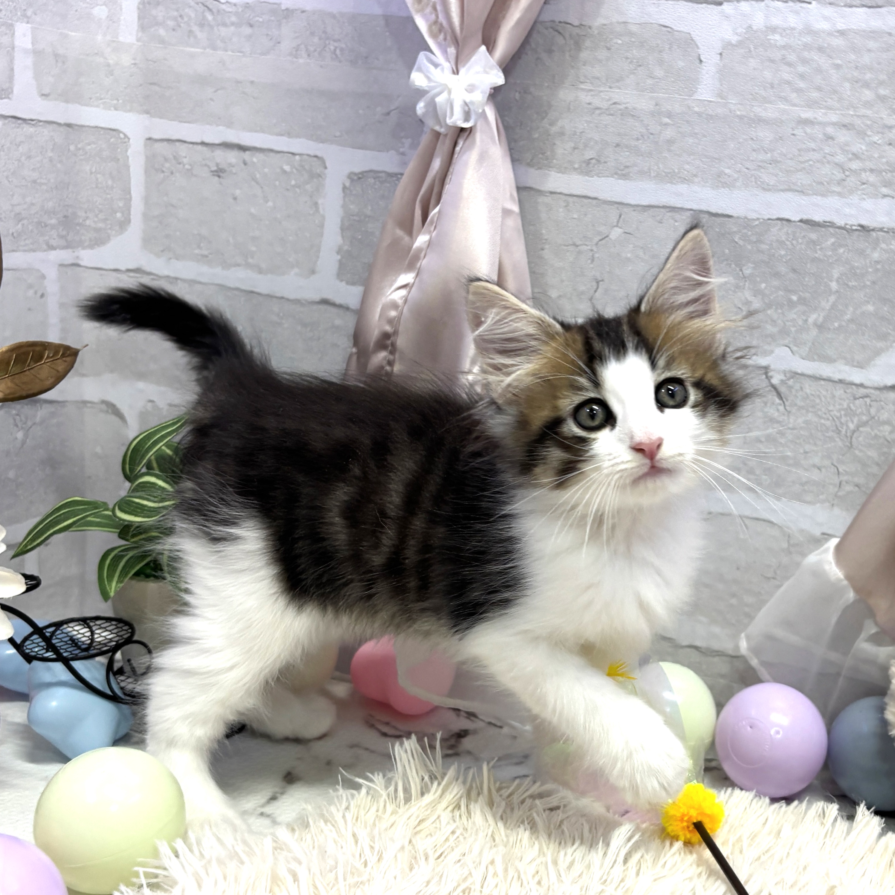 愛知県のノルウェージャンフォレストキャット (犬の家＆猫の里岡崎店/2025年7月11日生まれ/男の子/ブラウンマッカレルタビーホワイト)の子猫の4枚目の画像
