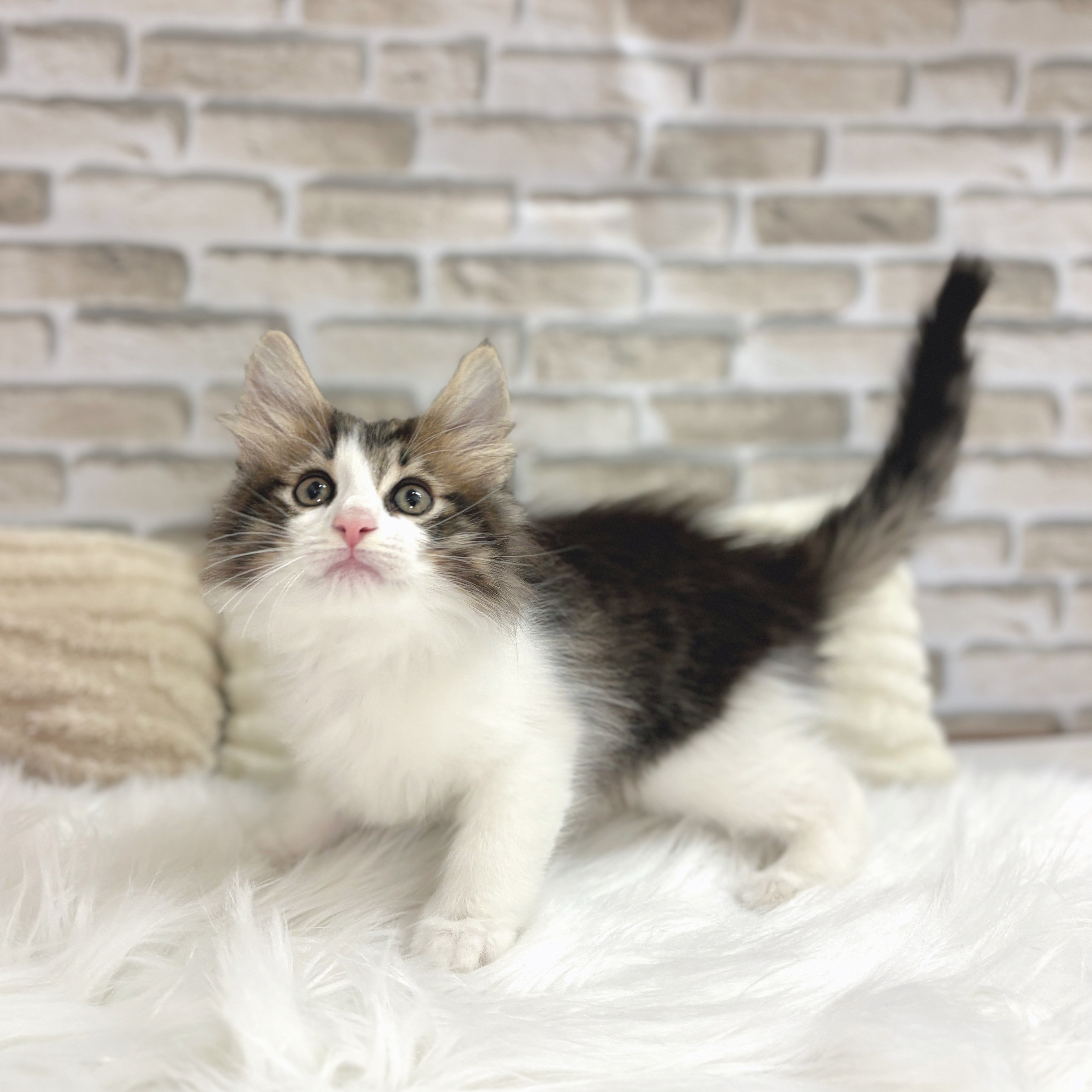 静岡県のノルウェージャンフォレストキャット (犬の家＆猫の里富士店/2025年7月11日生まれ/男の子/ブラウンマッカレルタビーホワイト)の子猫の4枚目の画像