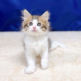 愛知県のノルウェージャンフォレストキャット (犬の家＆猫の里一宮店/2025年7月11日生まれ/女の子/ブラウンマッカレルタビーホワイト)の子猫の4枚目の画像