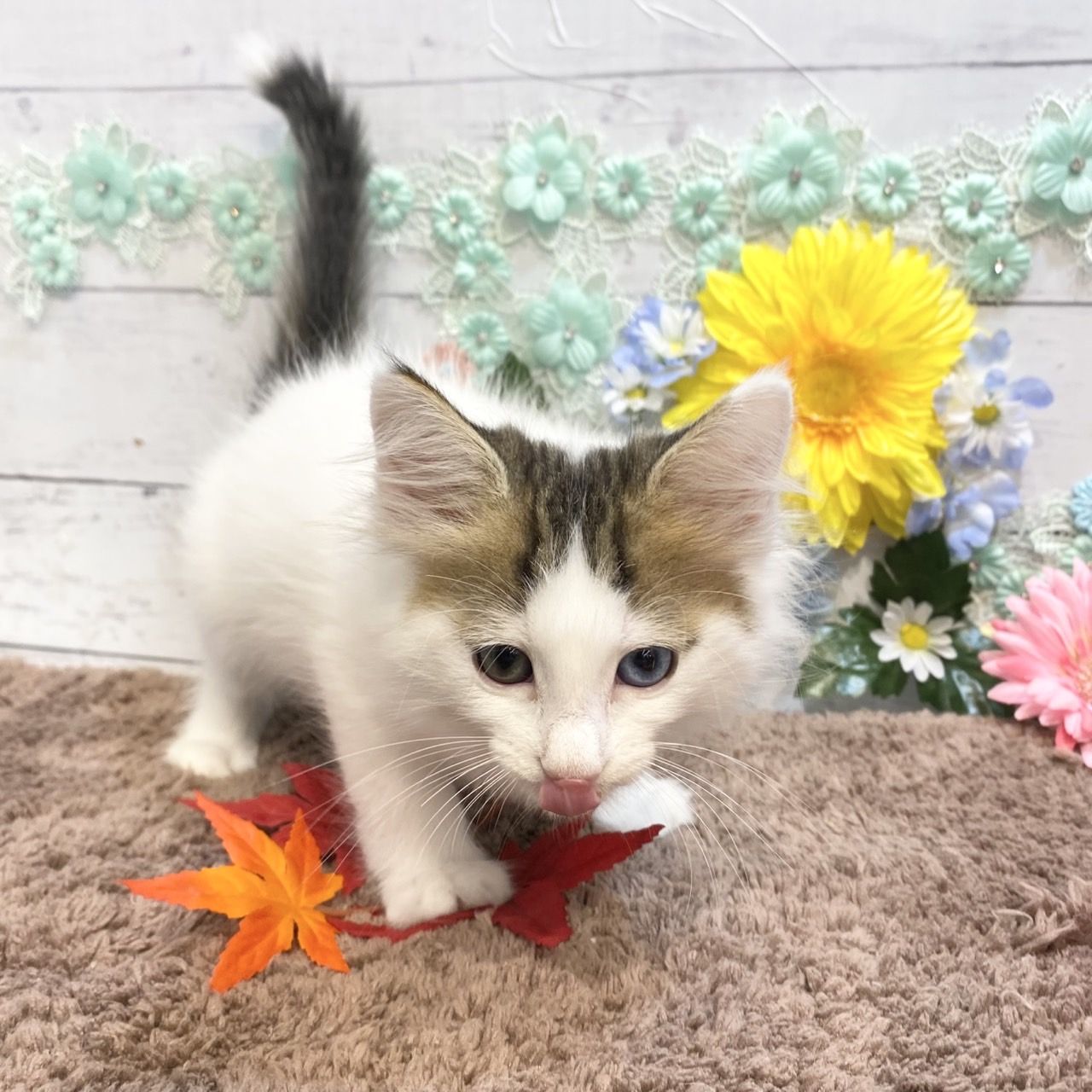 長野県のノルウェージャンフォレストキャット (犬の家＆猫の里カインズ梓川店/2025年7月11日生まれ/女の子/ブラウンタビーホワイト)の子猫