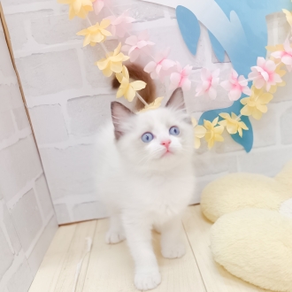 静岡県のラグドール (犬の家＆猫の里プレ葉ウォーク浜北店/2025年7月8日生まれ/男の子/シールポイントバイカラー)の子猫の4枚目の画像