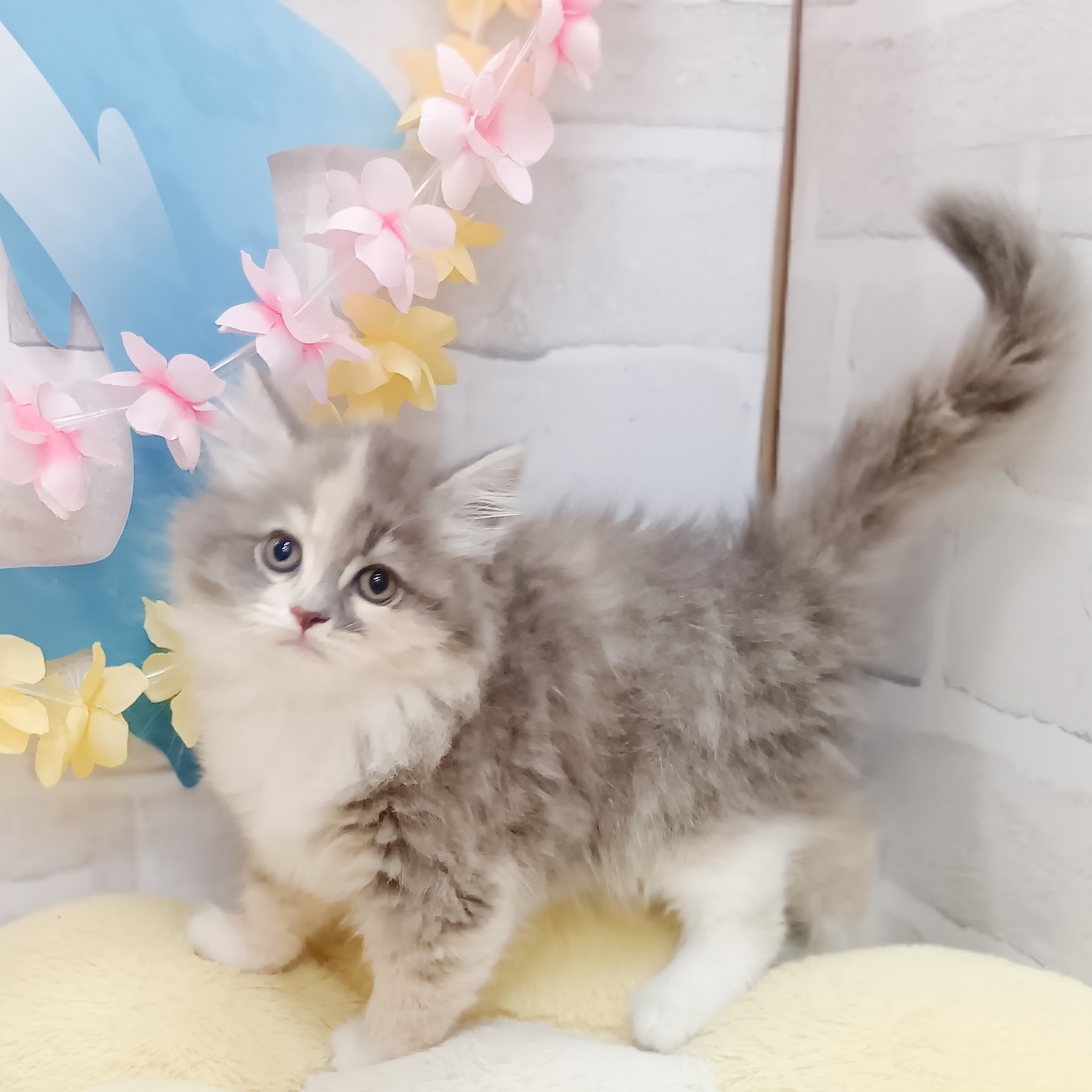静岡県のサイベリアン (犬の家＆猫の里プレ葉ウォーク浜北店/2025年7月6日生まれ/女の子/ブルーパッチドタビーホワイト)の子猫の4枚目の画像