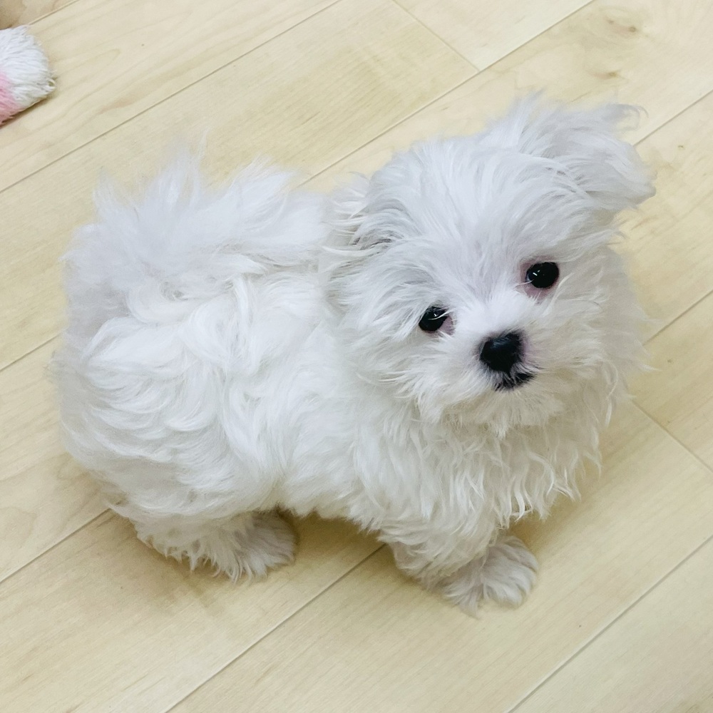 愛知県のマルチーズ (犬の家＆猫の里七宝店/2025年7月6日生まれ/男の子/ホワイト)の子犬の4枚目の画像