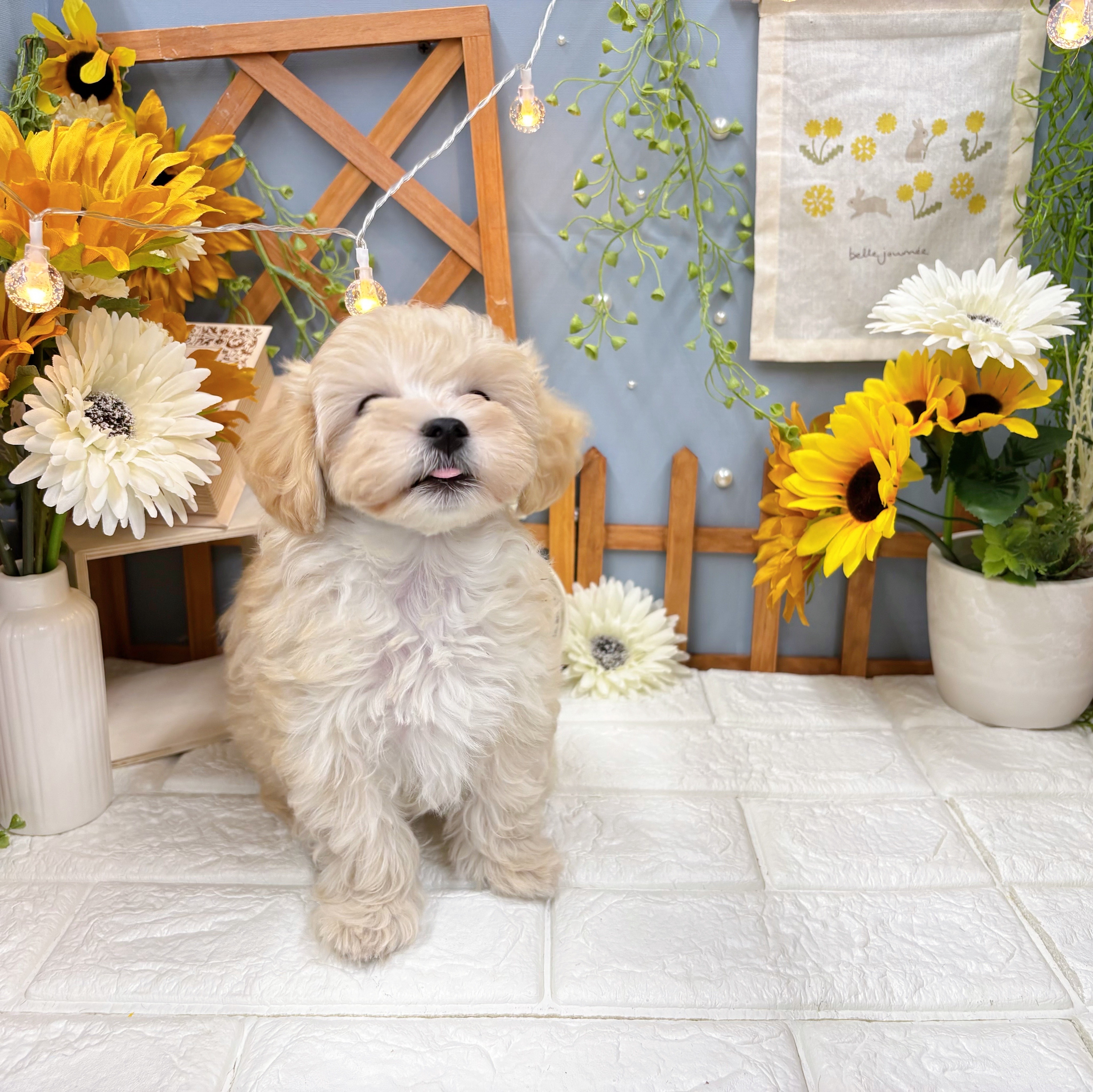 千葉県のマルプー(マルチーズ×プードル) (犬の家＆猫の里ワンズモール稲毛店/2025年7月9日生まれ/女の子/クリーム)の子犬の4枚目の画像