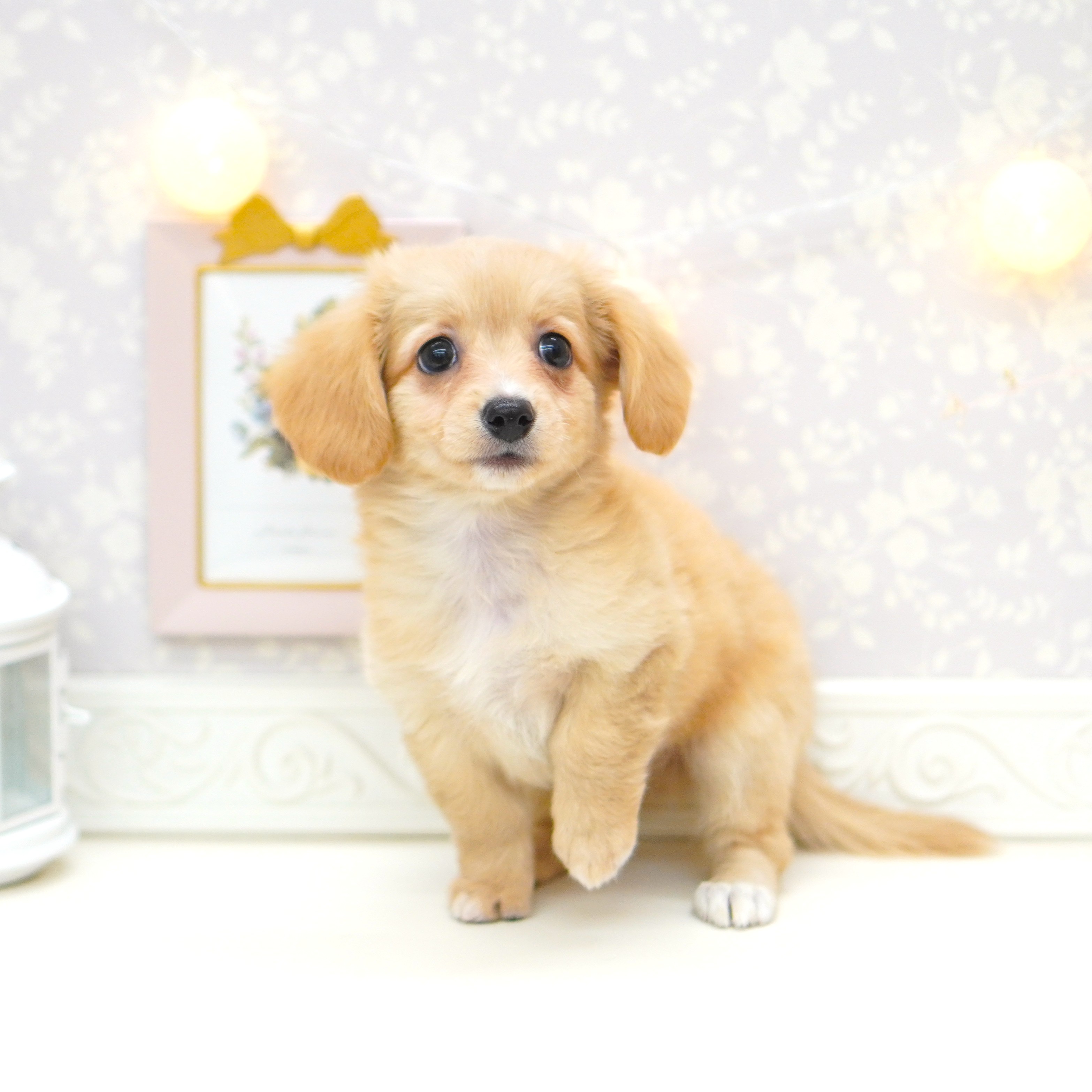 富山県のチワックス(チワワ×ダックス) (犬の家＆猫の里富山店/2025年7月10日生まれ/女の子/クリーム)の子犬の4枚目の画像