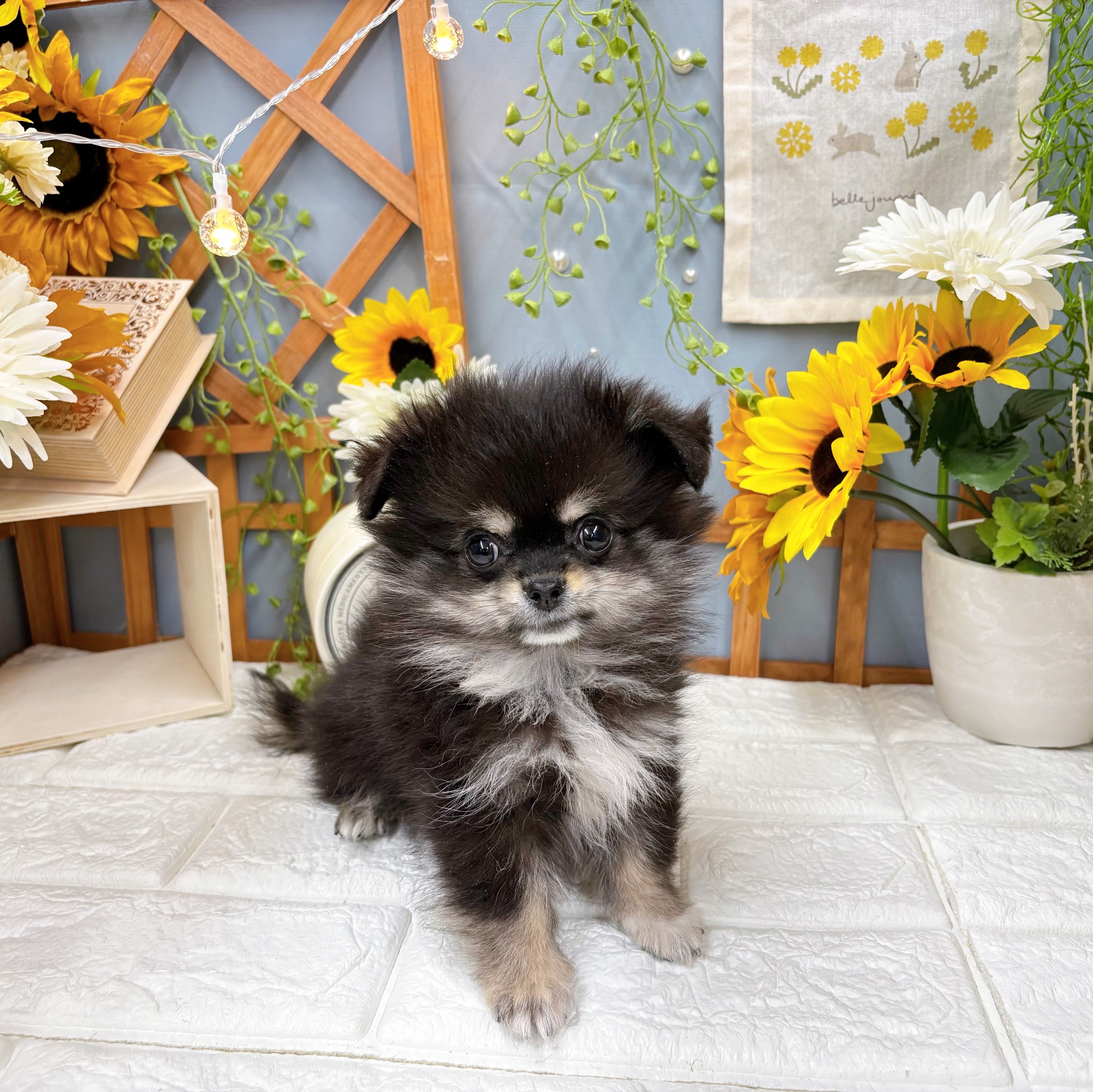 千葉県のポメチワ/チワポメ/ポメチー(ポメラニアン×チワワ) (犬の家＆猫の里ワンズモール稲毛店/2025年7月6日生まれ/男の子/ブラッククリーム)の子犬の1枚目の画像