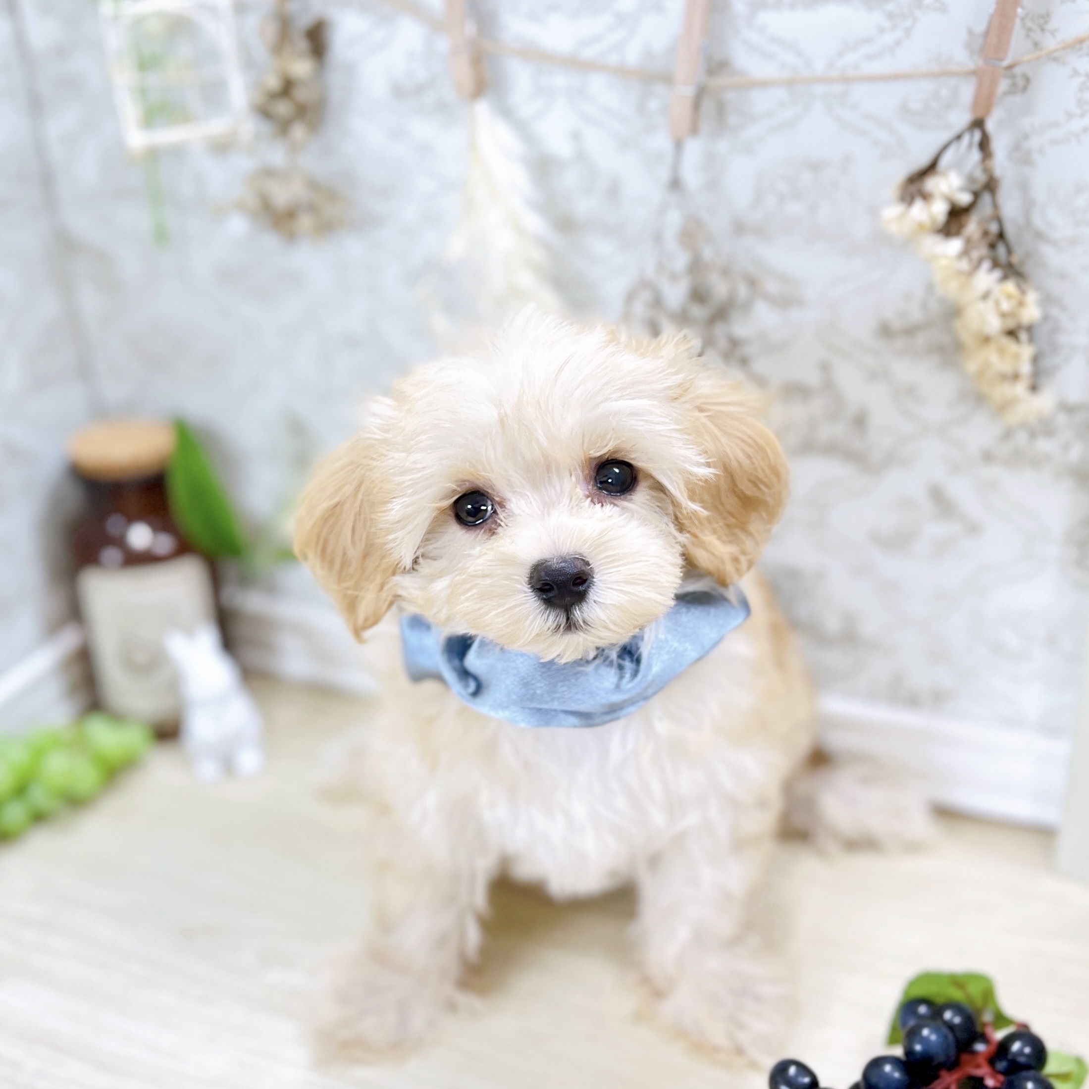 福井県のマルプー(マルチーズ×プードル) (犬の家＆猫の里アミーゴ福井大和田店/2025年7月7日生まれ/男の子/アプリコット)の子犬の4枚目の画像