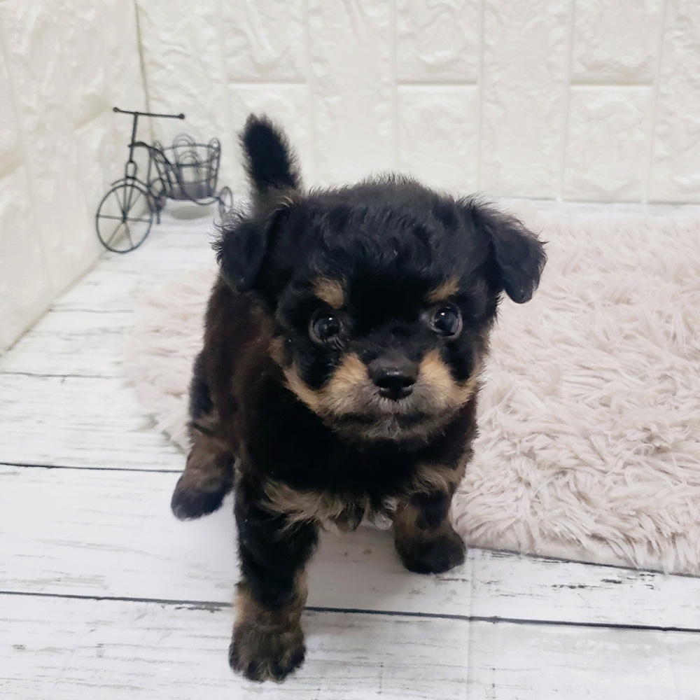 岡山県のチワプー/プーチー(チワワ×プードル) (犬の家&猫の里岡山店/2025年7月12日生まれ/女の子/ブラックタン)の子犬