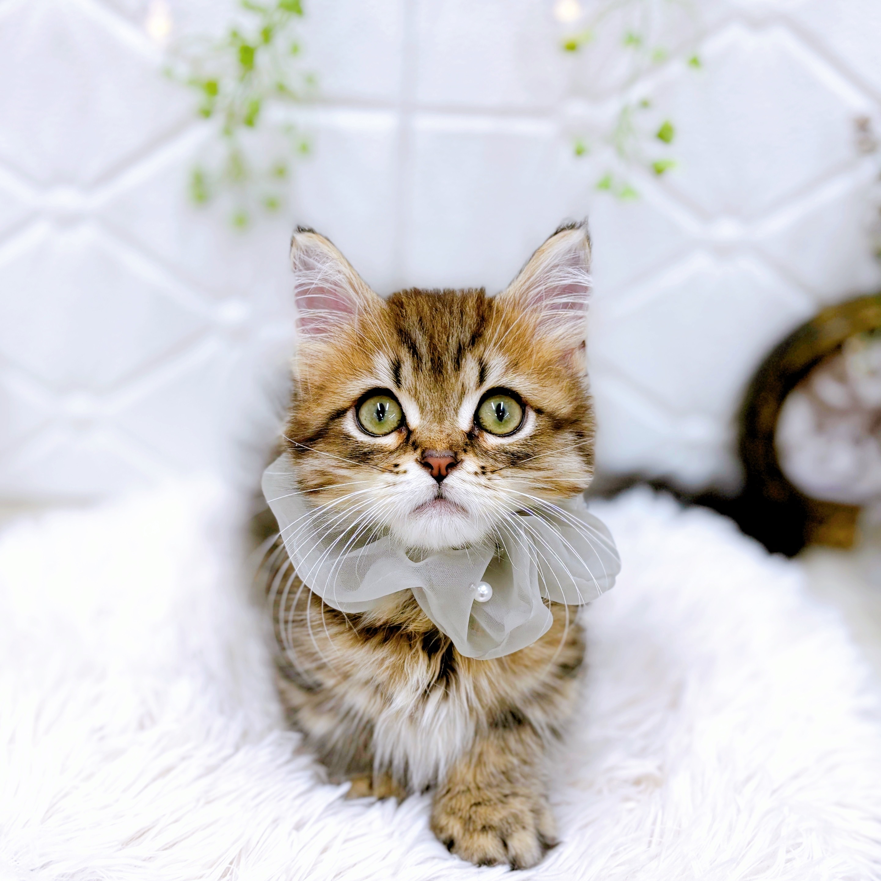 福井県のミヌエット (犬の家＆猫の里アミーゴ福井店/2025年7月13日生まれ/男の子/ブラウンタビー)の子猫の4枚目の画像