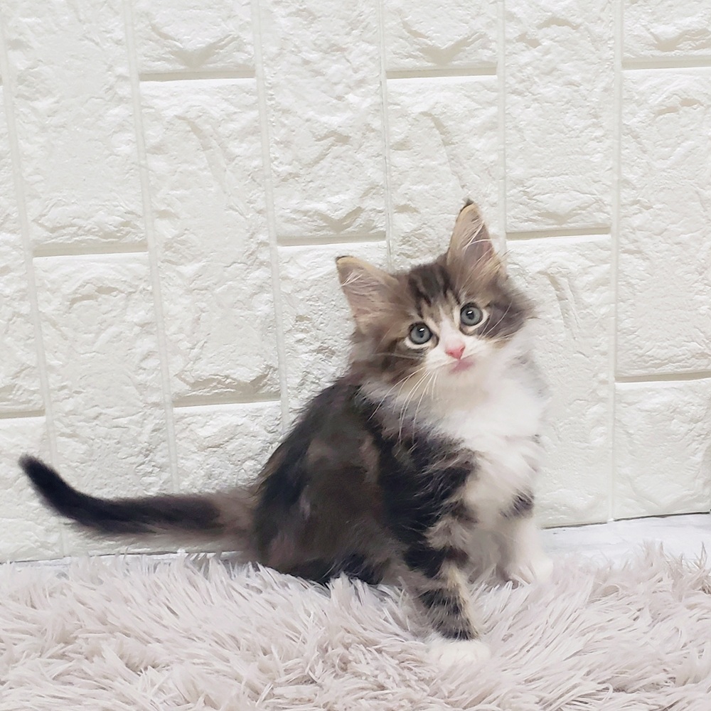 岡山県のノルウェージャンフォレストキャット (犬の家&猫の里岡山店/2025年7月9日生まれ/男の子/ブラウンタビーホワイト)の子猫