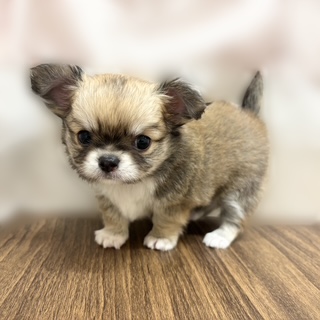 兵庫県のチワワ(ロング) (犬の家＆猫の里カナート西神戸店/2025年7月13日生まれ/男の子/フォーンホワイト)の子犬