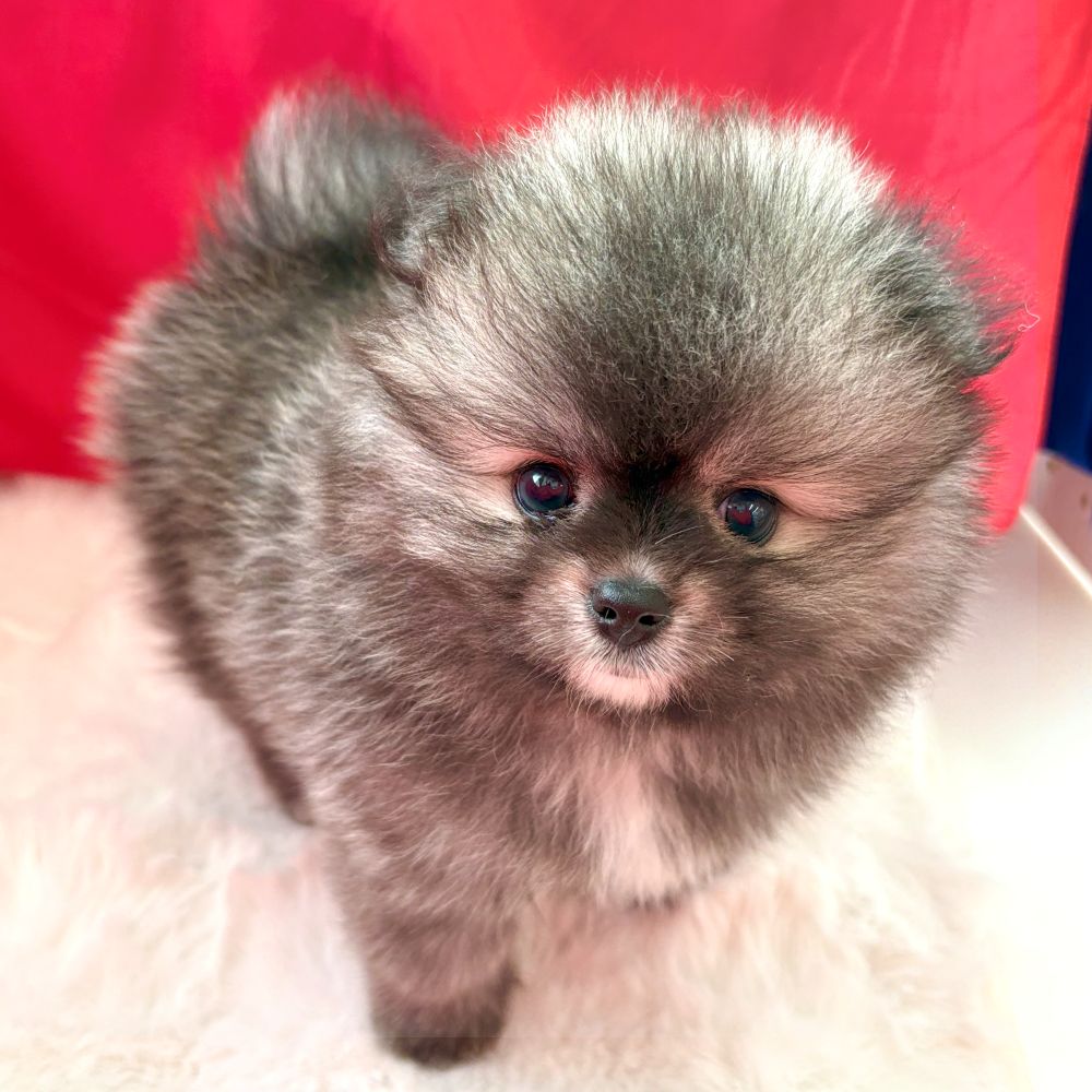 愛知県のポメラニアン (犬の家＆猫の里愛知刈谷店/2025年7月13日生まれ/女の子/ウルフセーブル)の子犬の4枚目の画像
