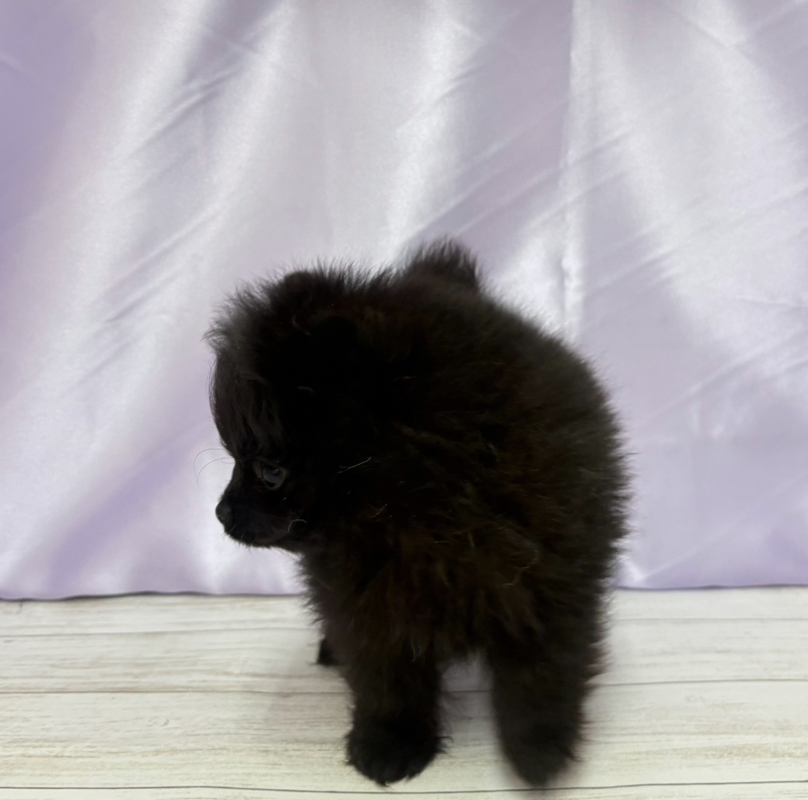 オーダー受付　チワワ　ポメラニアン　ご予約ページ　5/13 10万円以下のポメチワ/チワポメ/ポメチー(ポメラニアン×チワワ)の子犬