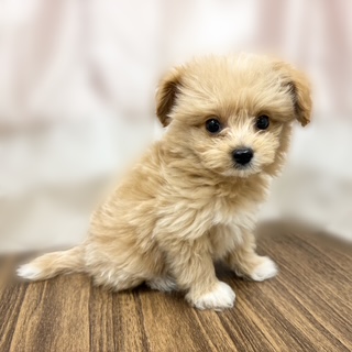 兵庫県のポメプー(ポメラニアン×プードル) (犬の家＆猫の里カナート西神戸店/2025年7月12日生まれ/男の子/クリーム)の子犬