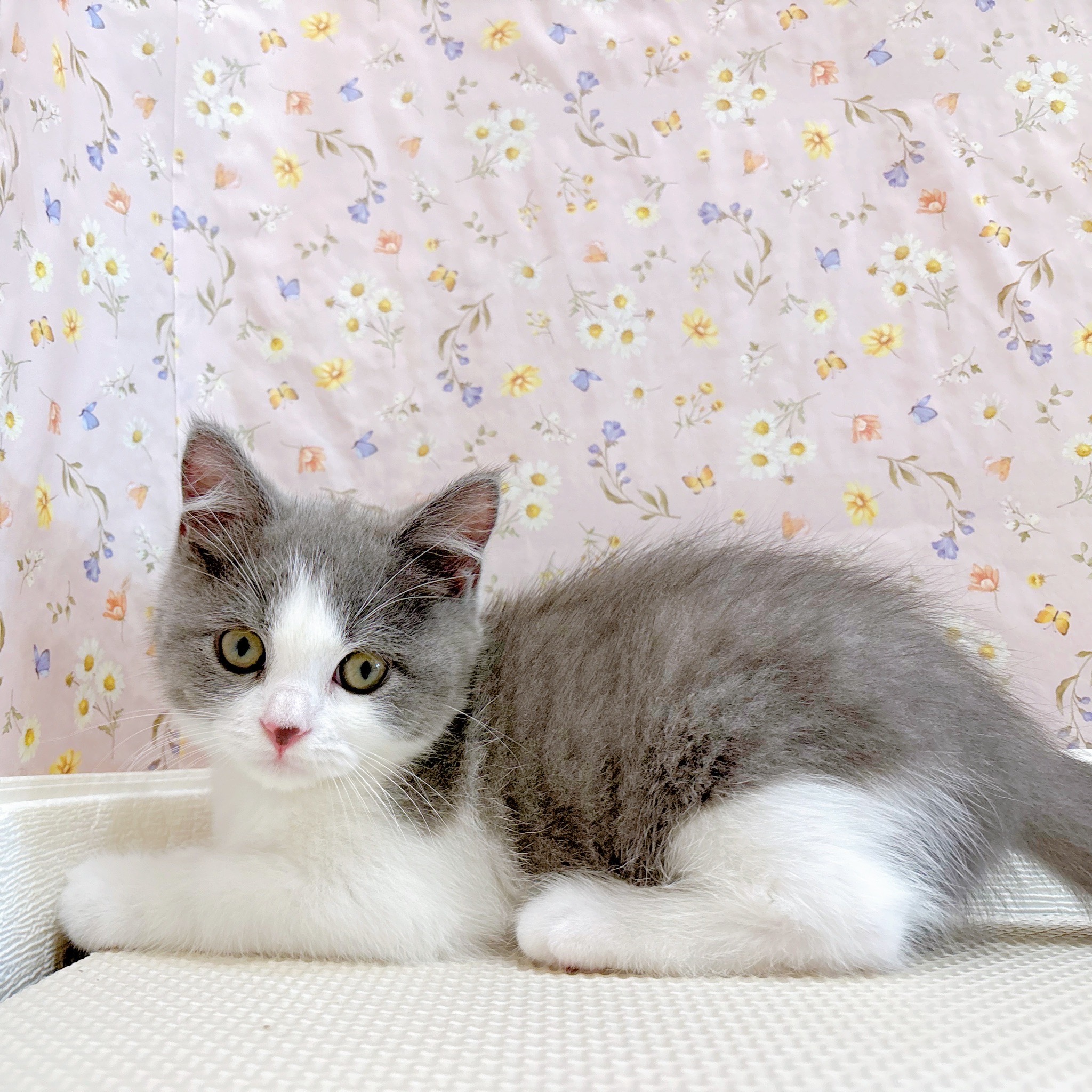 石川県のブリティッシュショートヘアー (犬の家＆猫の里金沢店/2025年7月7日生まれ/男の子/ブルーホワイト)の子猫の4枚目の画像