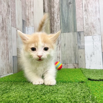 静岡県のミヌエット (犬の家＆猫の里マークイズ静岡店/2025年7月11日生まれ/男の子/クリームタビーホワイト)の子猫の4枚目の画像